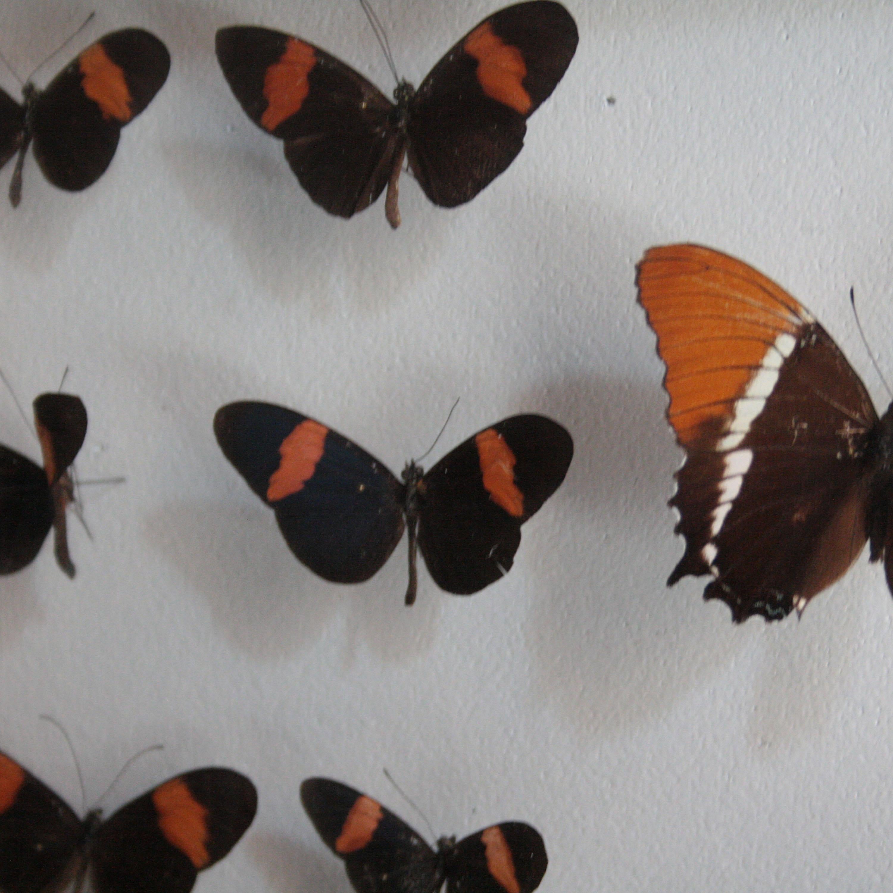 Antike Schmetterlingssammlung Glas-Schattenkasten-Wandschmuckkästchen, Spanien, 1970 (Spanisch) im Angebot