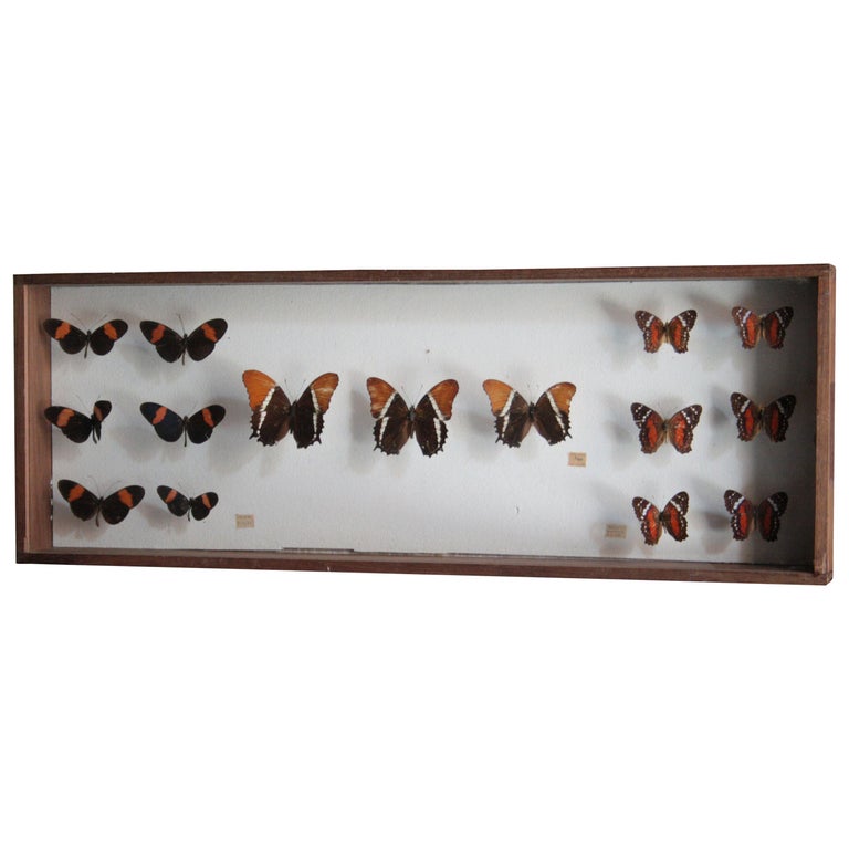 Antique Butterfly Collection Glass Shadow Box Wall Decoration, Spain, 1970 For Sale