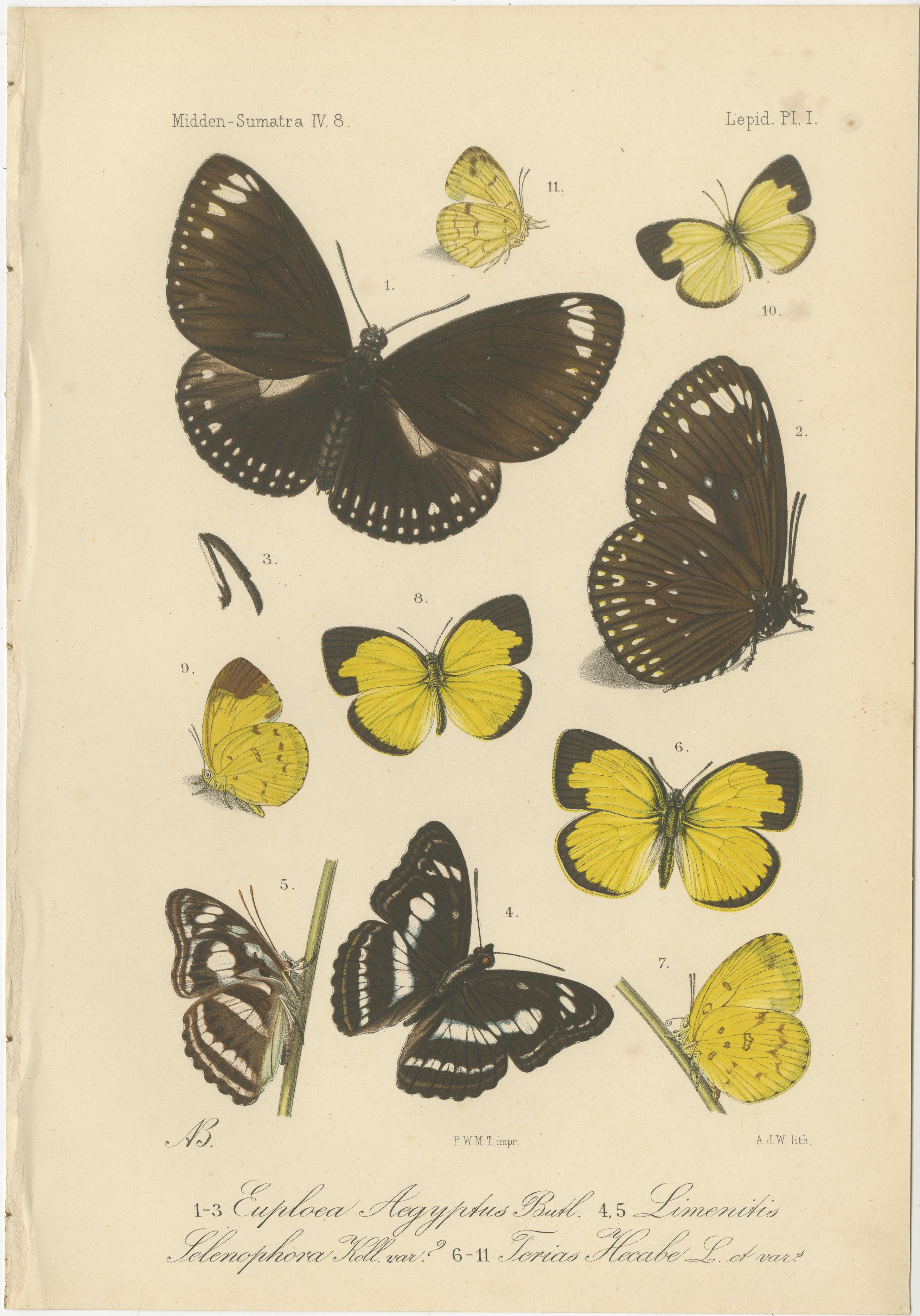 Ensemble de 2 gravures anciennes de papillons - Lépidoptères de Sumatra c.1887

Cette paire de lithographies anciennes représente diverses espèces de papillons de Sumatra, publiées dans le cadre de l'exploration hollandaise d'histoire naturelle de