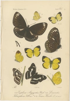 Antique Butterfly Prints (Set of 2) – Sumatra Lepidoptera c.1887