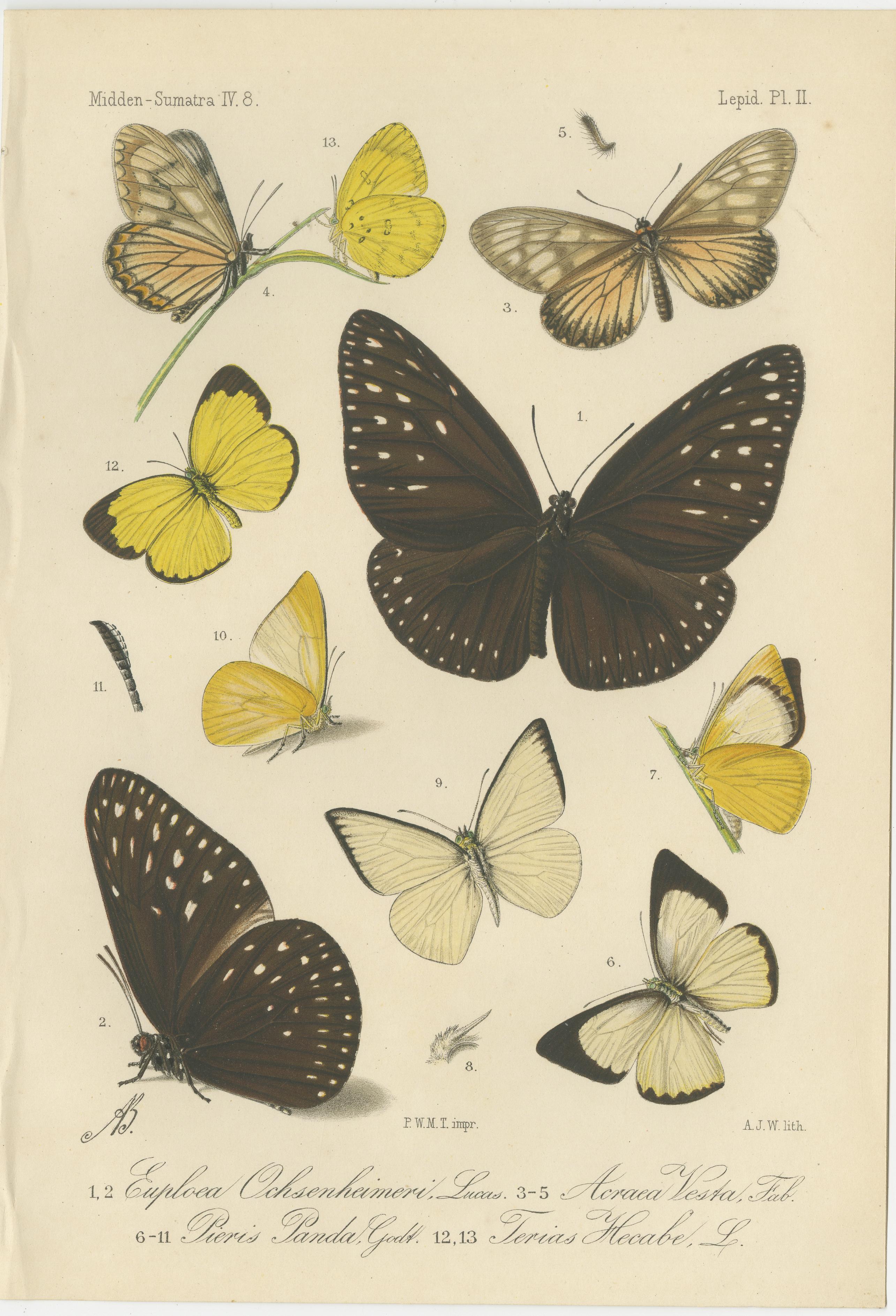 Néerlandais Gravures anciennes de papillons (lot de 2) - Lépidoptères de Sumatra c.1887 en vente