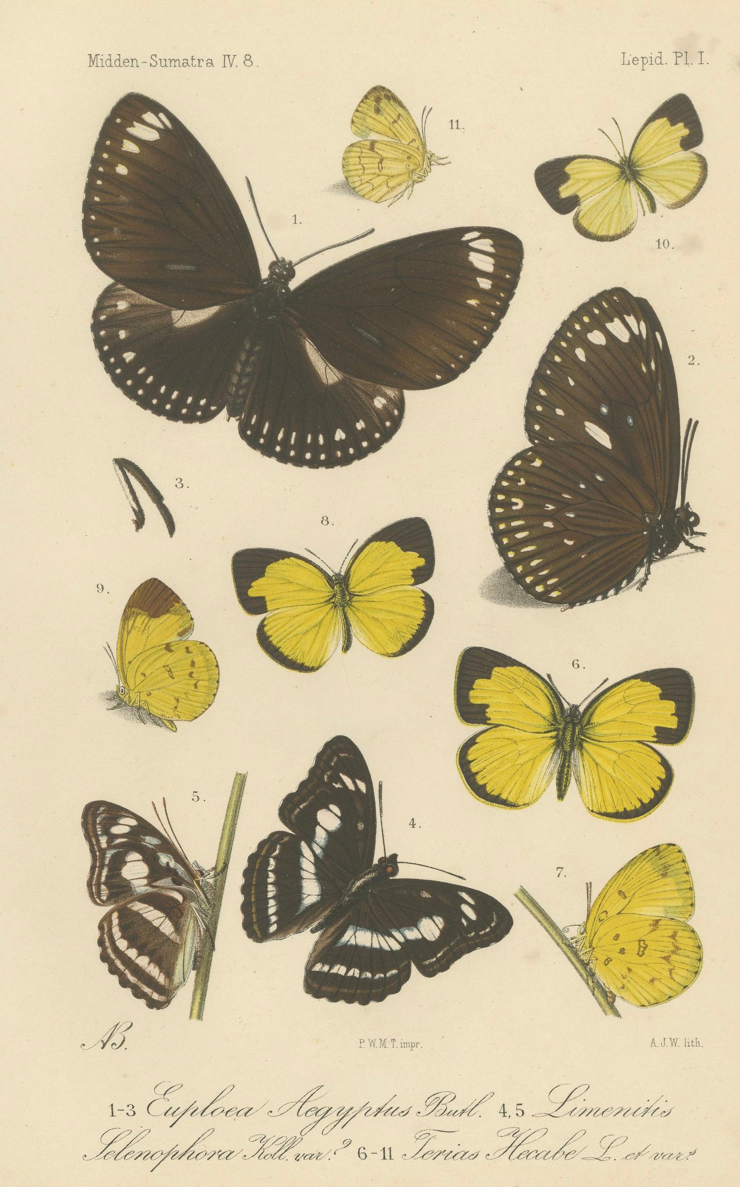 Gravé Gravures anciennes de papillons (lot de 2) - Lépidoptères de Sumatra c.1887 en vente