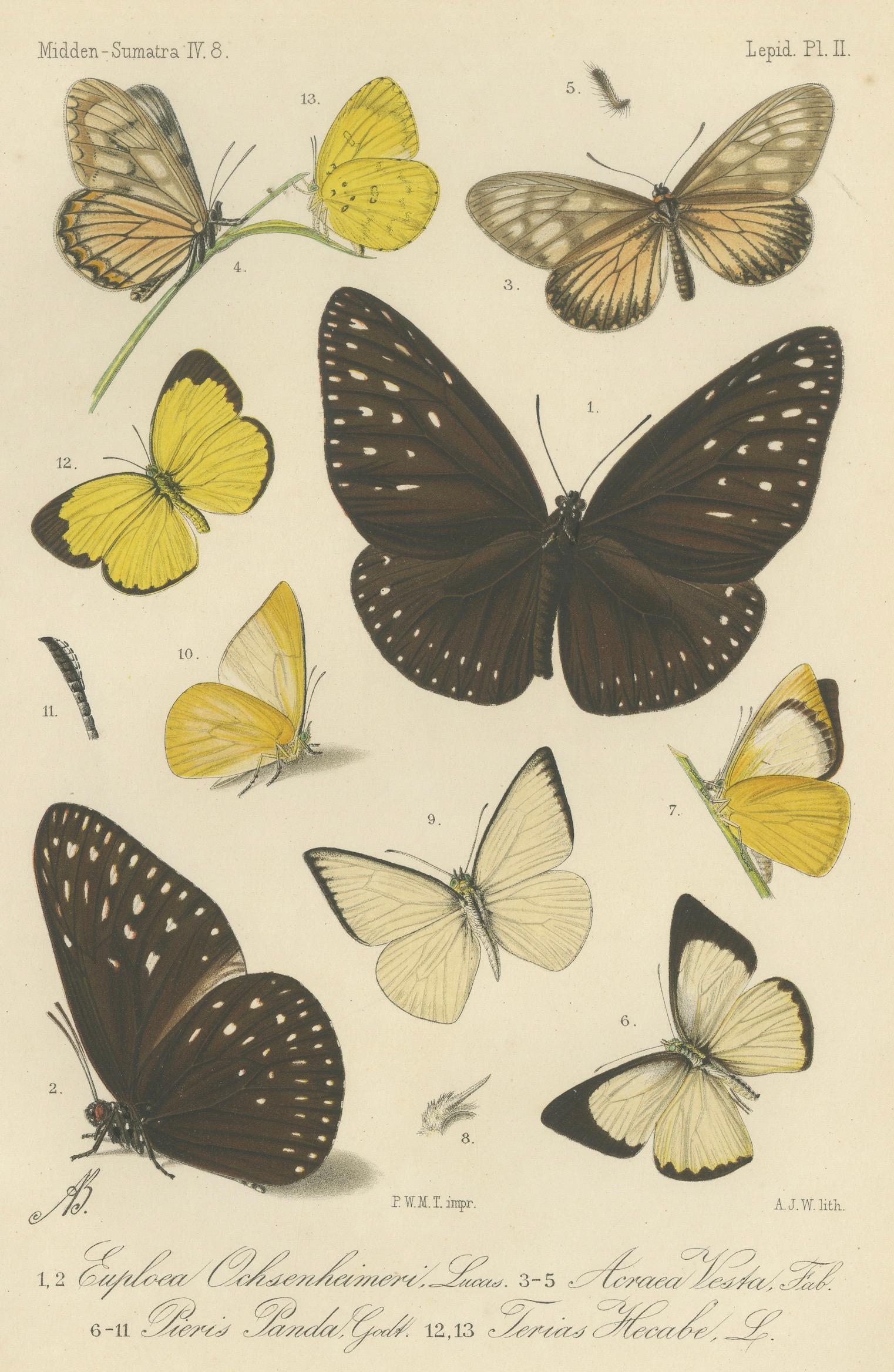 Gravures anciennes de papillons (lot de 2) - Lépidoptères de Sumatra c.1887 Bon état - En vente à Langweer, NL