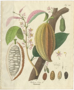 Antique Cacao Botanical Print, Theobroma Cacao, Hand Colored, c.1831