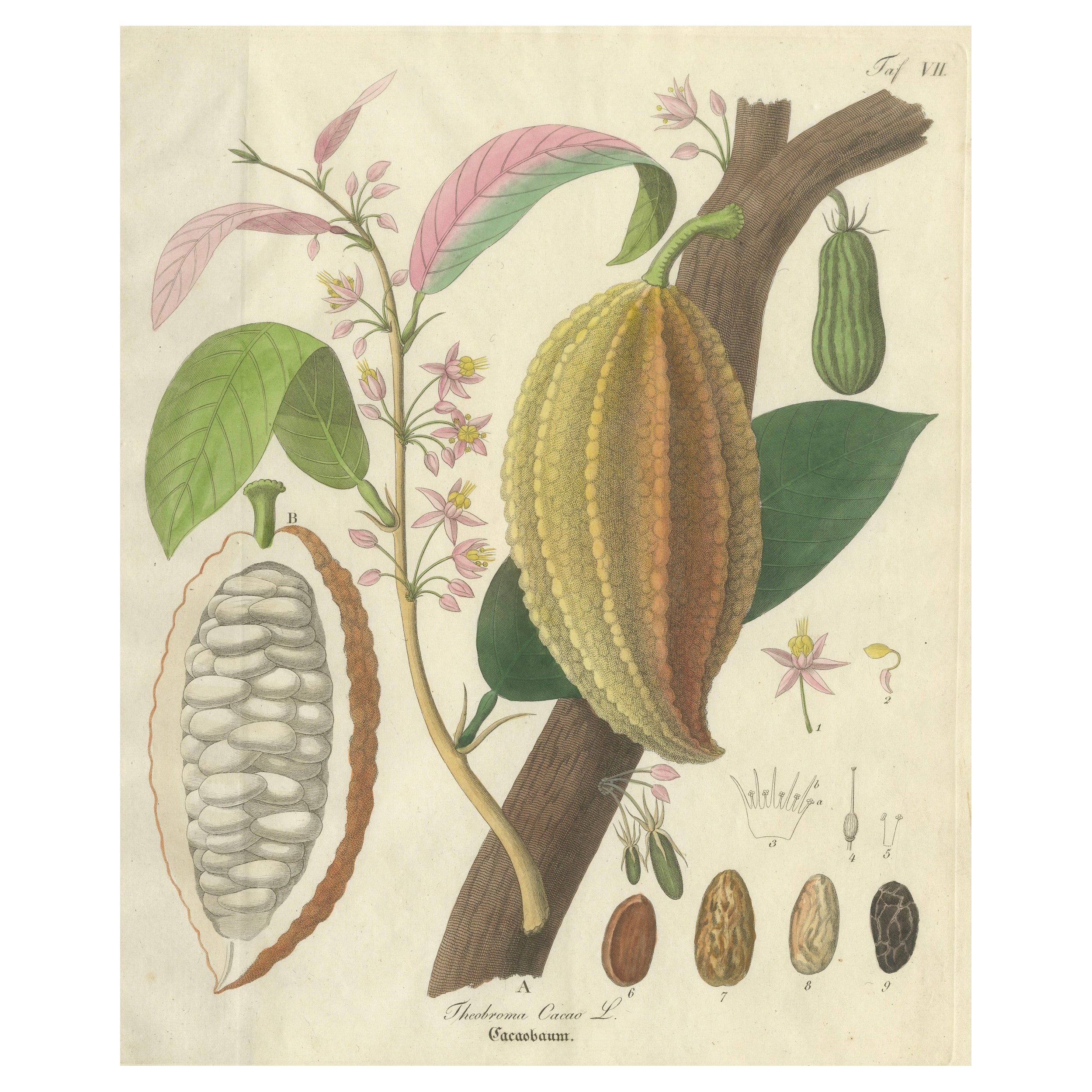 Antique Cacao Botanical Print, Theobroma Cacao, Hand Colored, c.1831