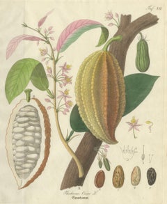 Antique Cacao Botanical Print, Theobroma Cacao, Hand Colored, c.1831
