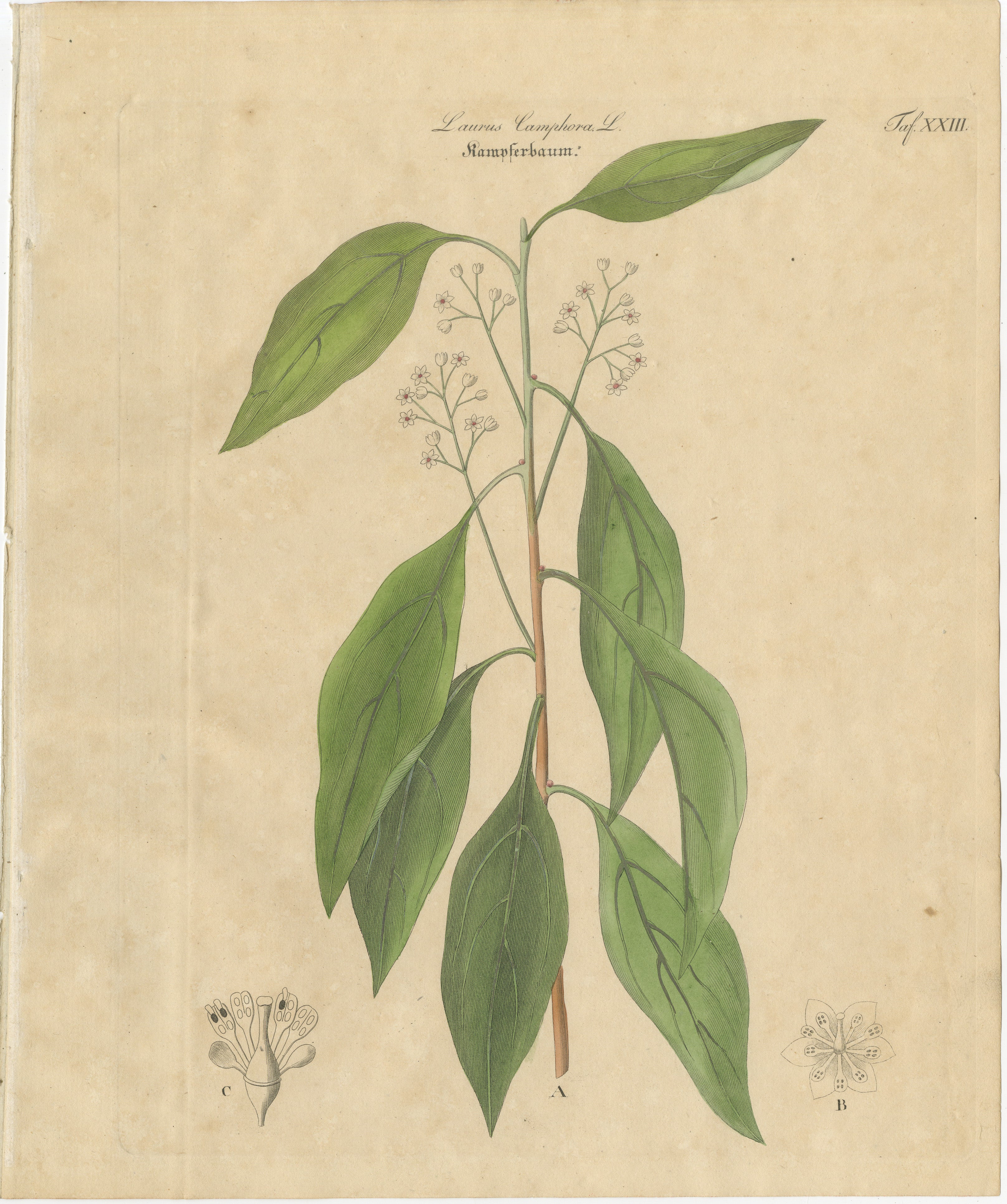 Antique Camphor Botanical Print, Laurus Camphora, Hand Colored, c.1831
