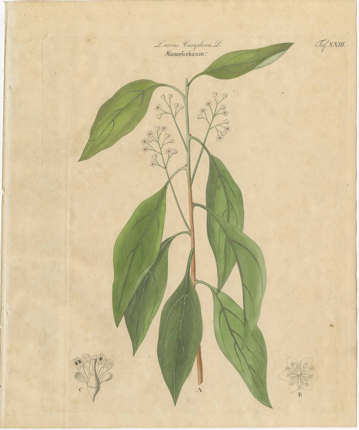 Antique Camphor Botanical Print, Laurus Camphora, Hand Colored, c.1831