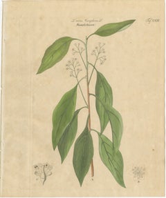 Grabado Botánico Antiguo de Alcanfor, Laurus Camphora, Coloreado a Mano, c.1831
