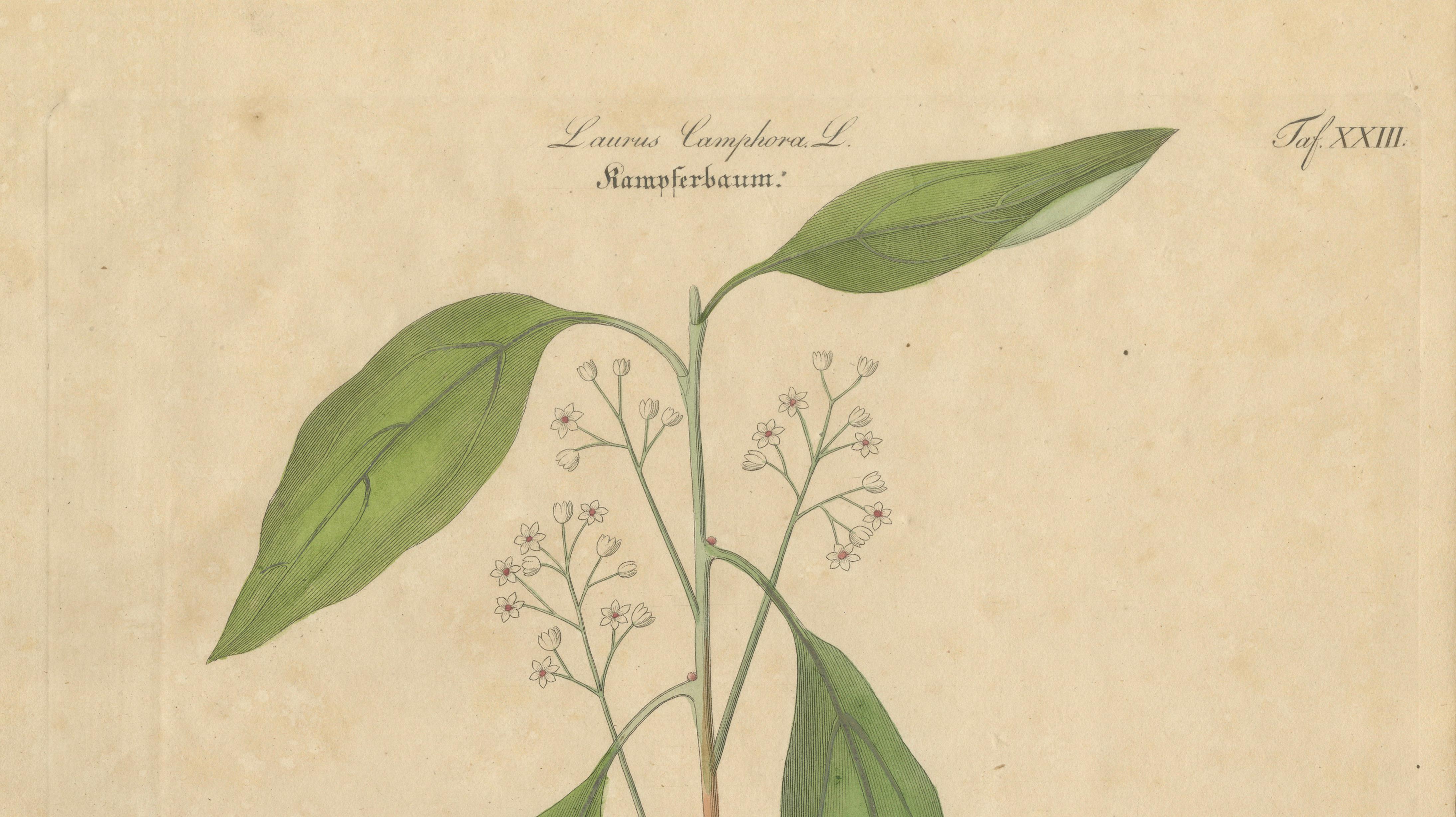 Antique Camphor Botanical Print, Laurus Camphora, Hand Colored, c.1831
