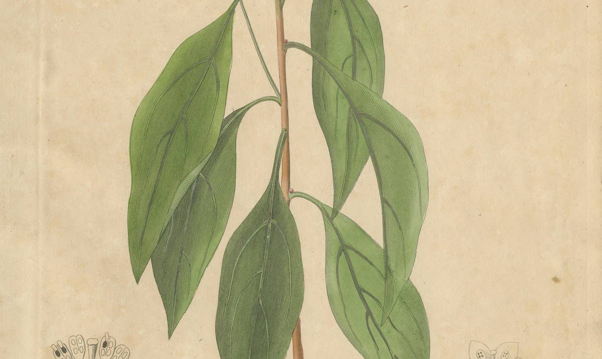 Antique Camphor Botanical Print, Laurus Camphora, Hand Colored, c.1831