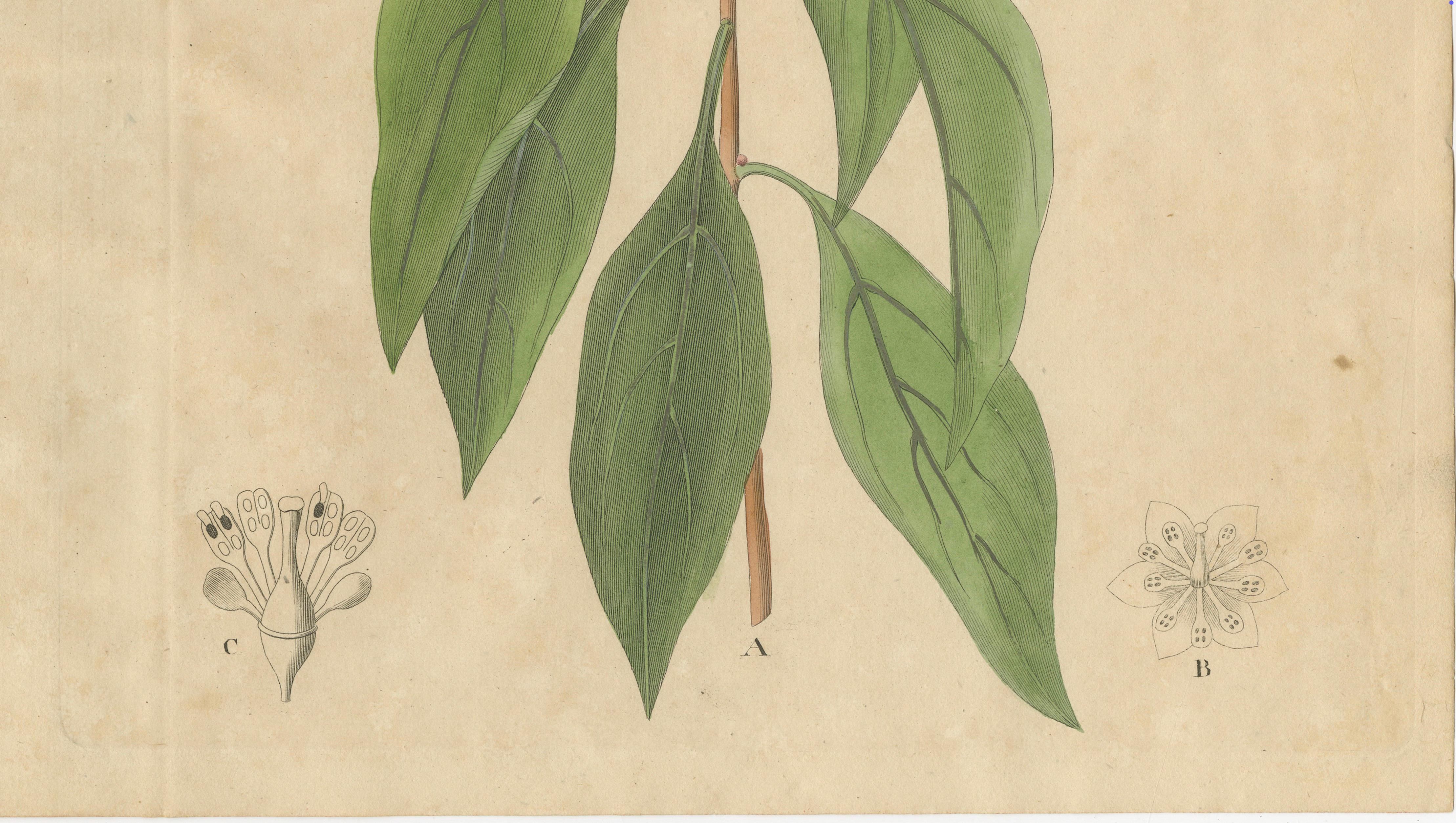 Antique Camphor Botanical Print, Laurus Camphora, Hand Colored, c.1831