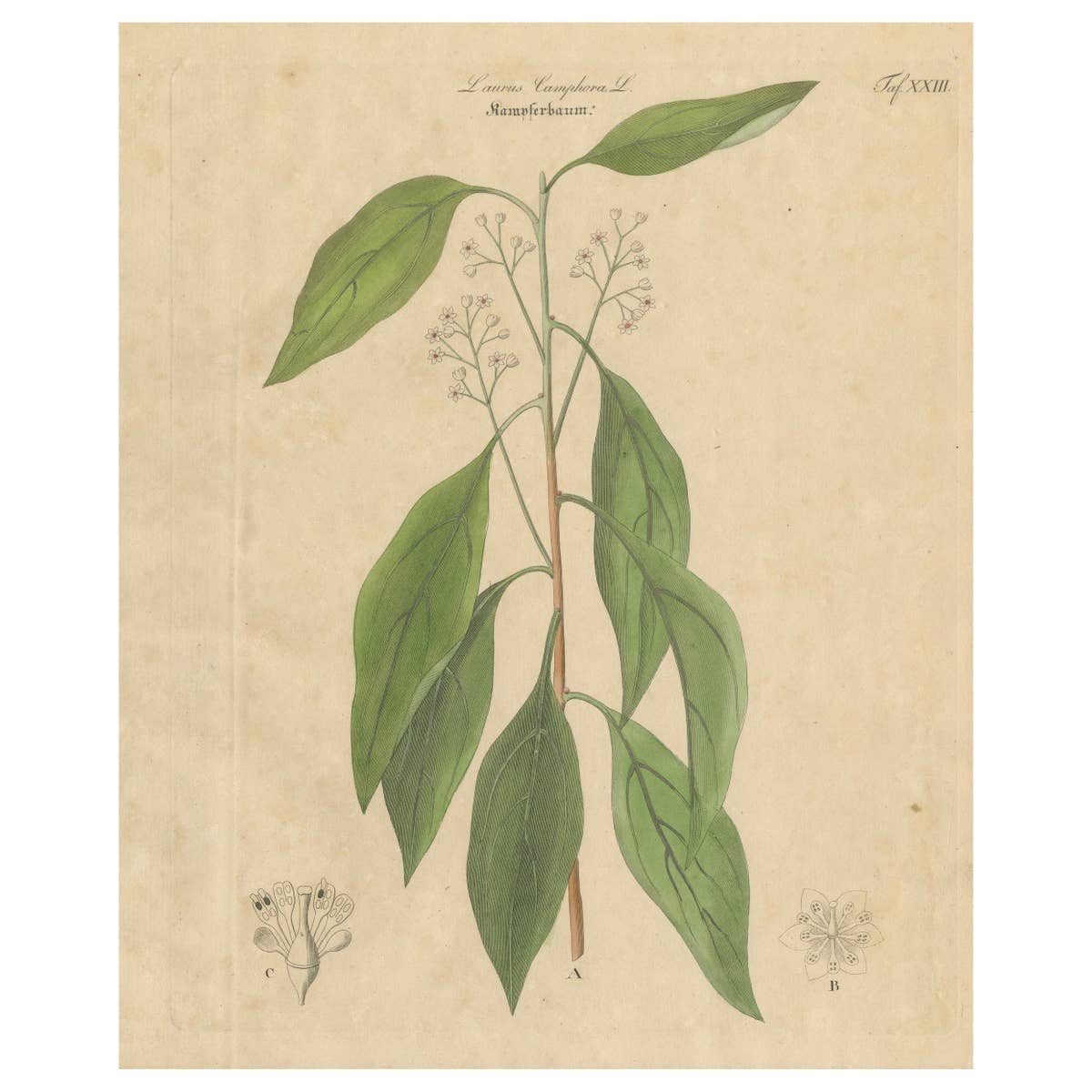 Antique Camphor Botanical Print, Laurus Camphora, Hand Colored, c.1831