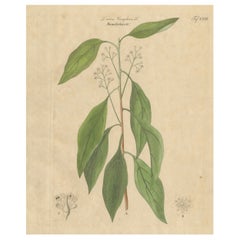 Antique Camphor Botanical Print, Laurus Camphora, Hand Colored, c.1831