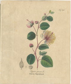 Antique Caper Botanical Print, Capparis Spinosa, Hand Colored, c.1831