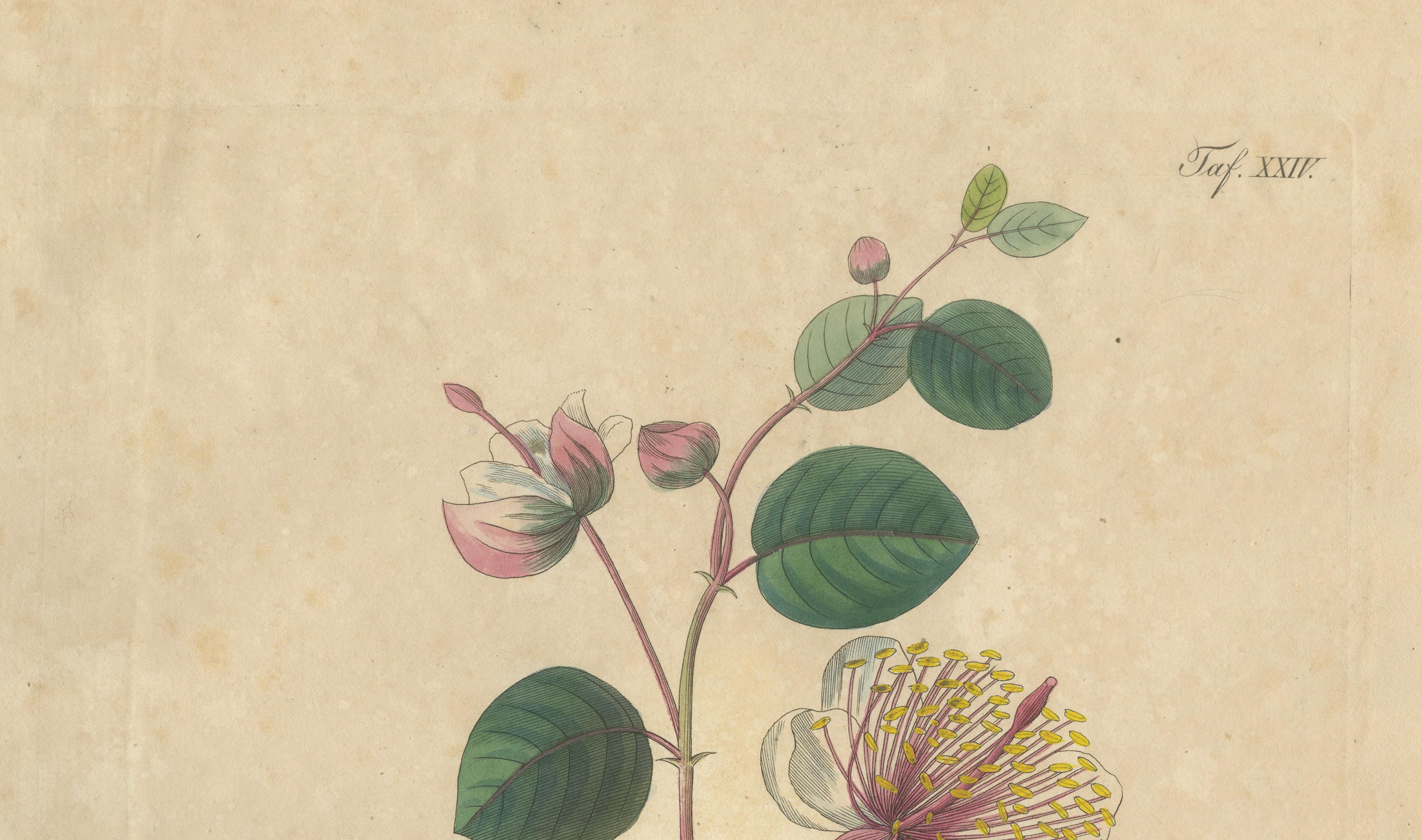 Antique Caper Botanical Print, Capparis Spinosa, Hand Colored, c.1831
