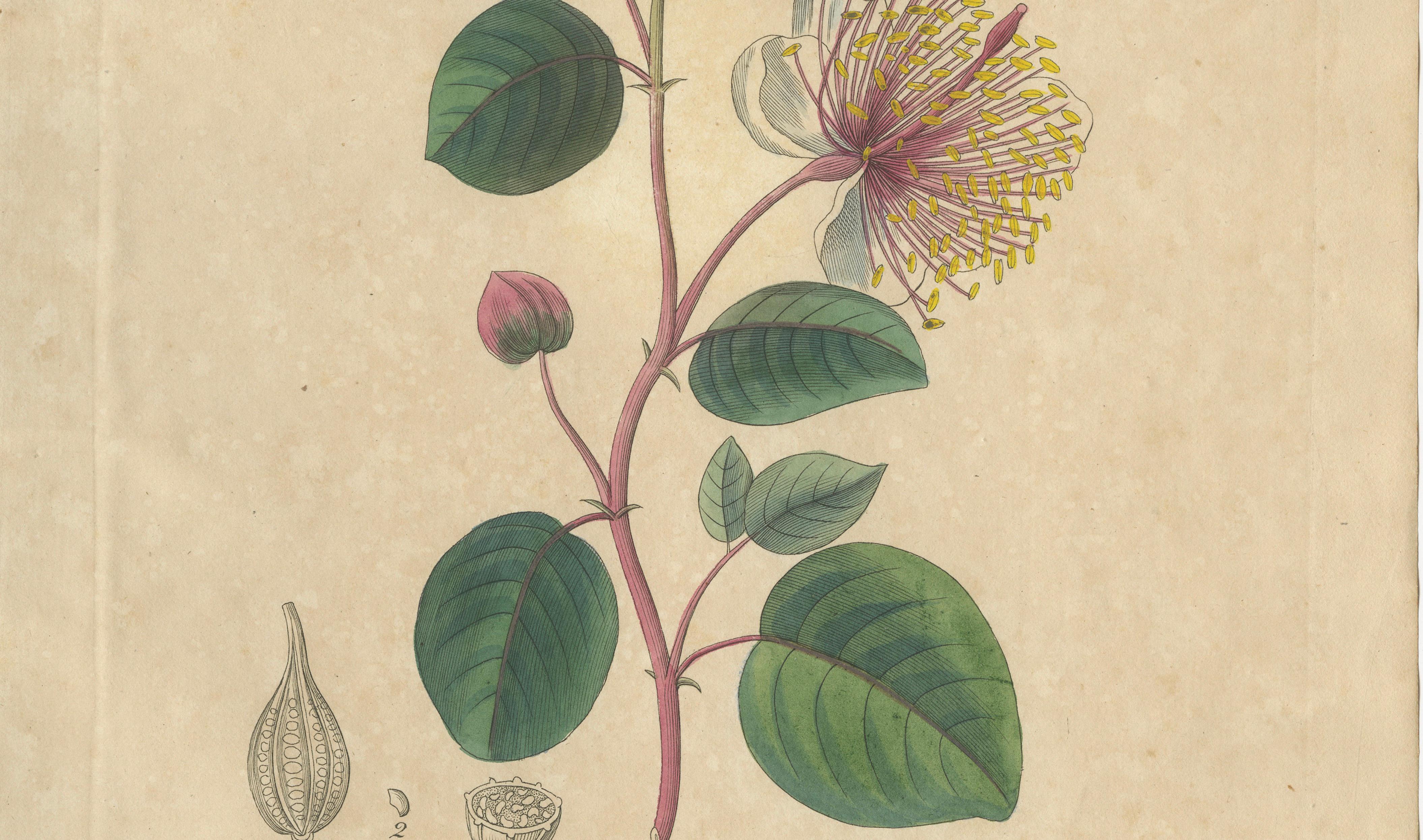 Antique Caper Botanical Print, Capparis Spinosa, Hand Colored, c.1831