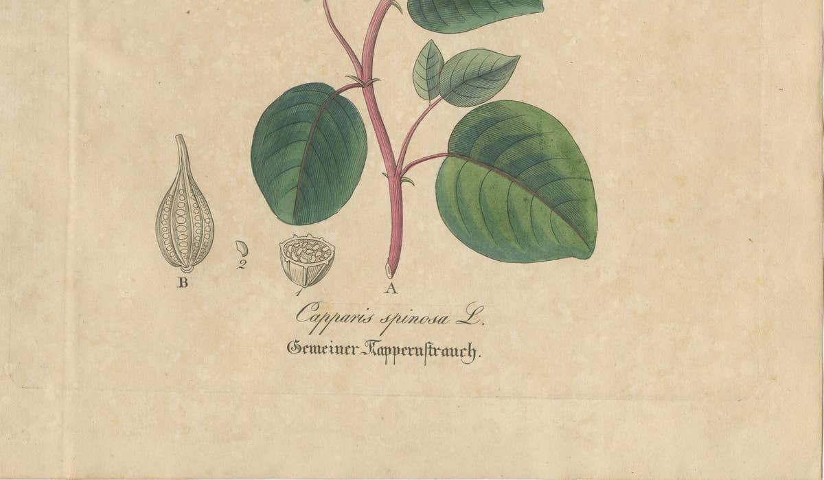 Antique Caper Botanical Print, Capparis Spinosa, Hand Colored, c.1831