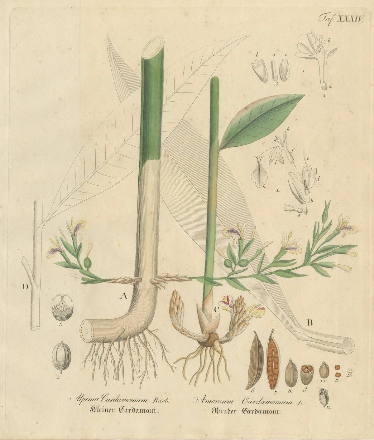 Antique Cardamom Botanical Print, Elettaria & Amomum Species, c.1831