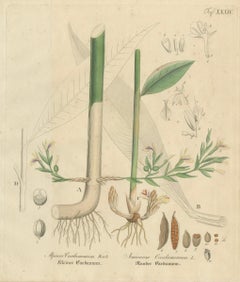 Gravure botanique ancienne sur la cardamome, espèces Elettaria et Amomum, c.1831
