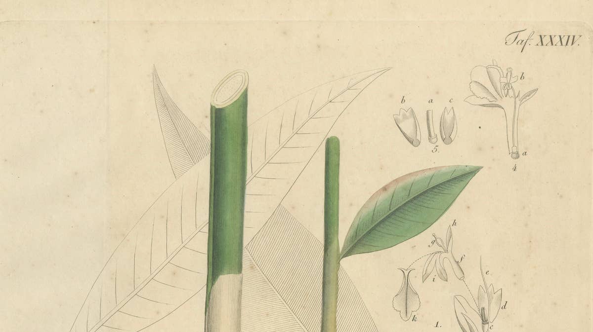 Antique Cardamom Botanical Print, Elettaria & Amomum Species, c.1831