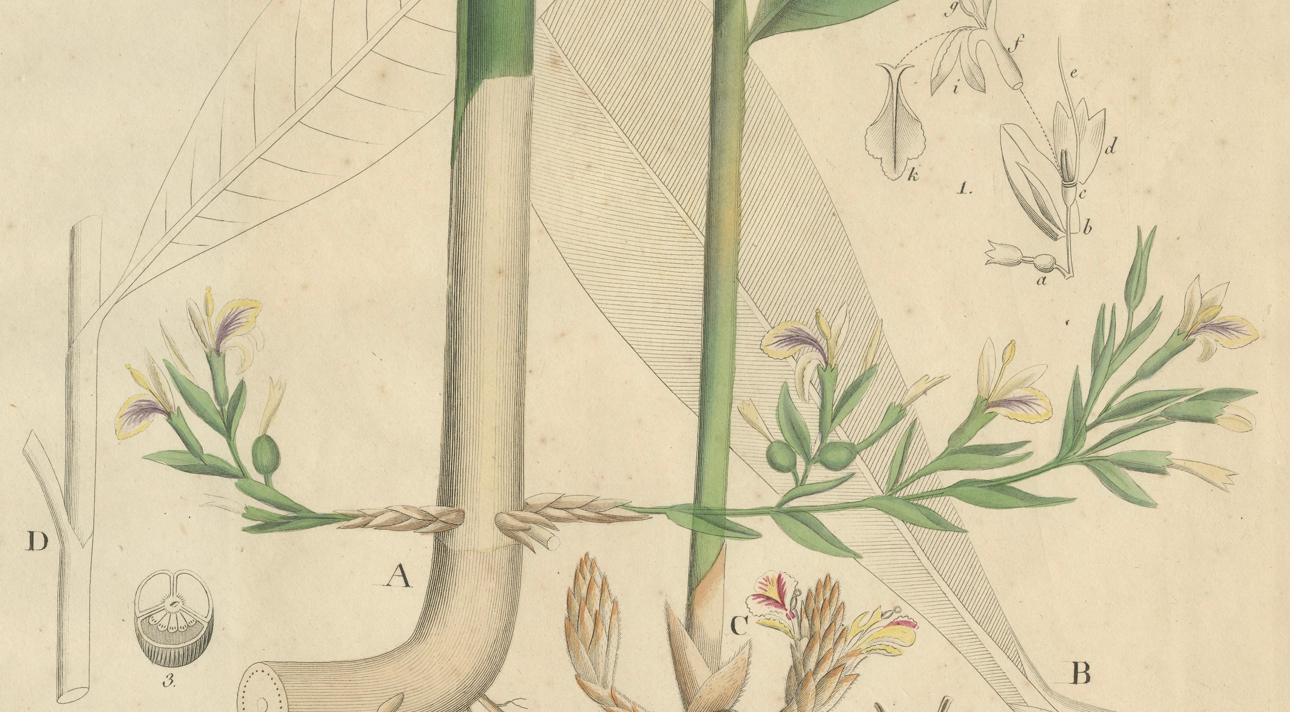 Antique Cardamom Botanical Print, Elettaria & Amomum Species, c.1831