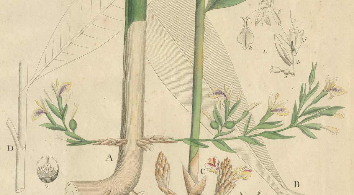 Antique Cardamom Botanical Print, Elettaria & Amomum Species, c.1831
