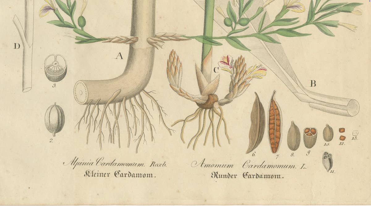 Antique Cardamom Botanical Print, Elettaria & Amomum Species, c.1831