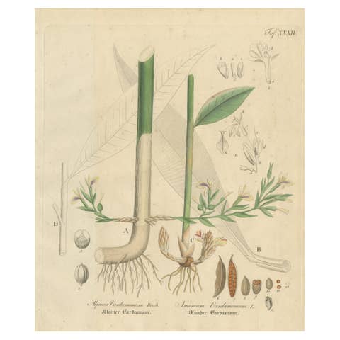 Antique Cardamom Botanical Print, Elettaria & Amomum Species, c.1831