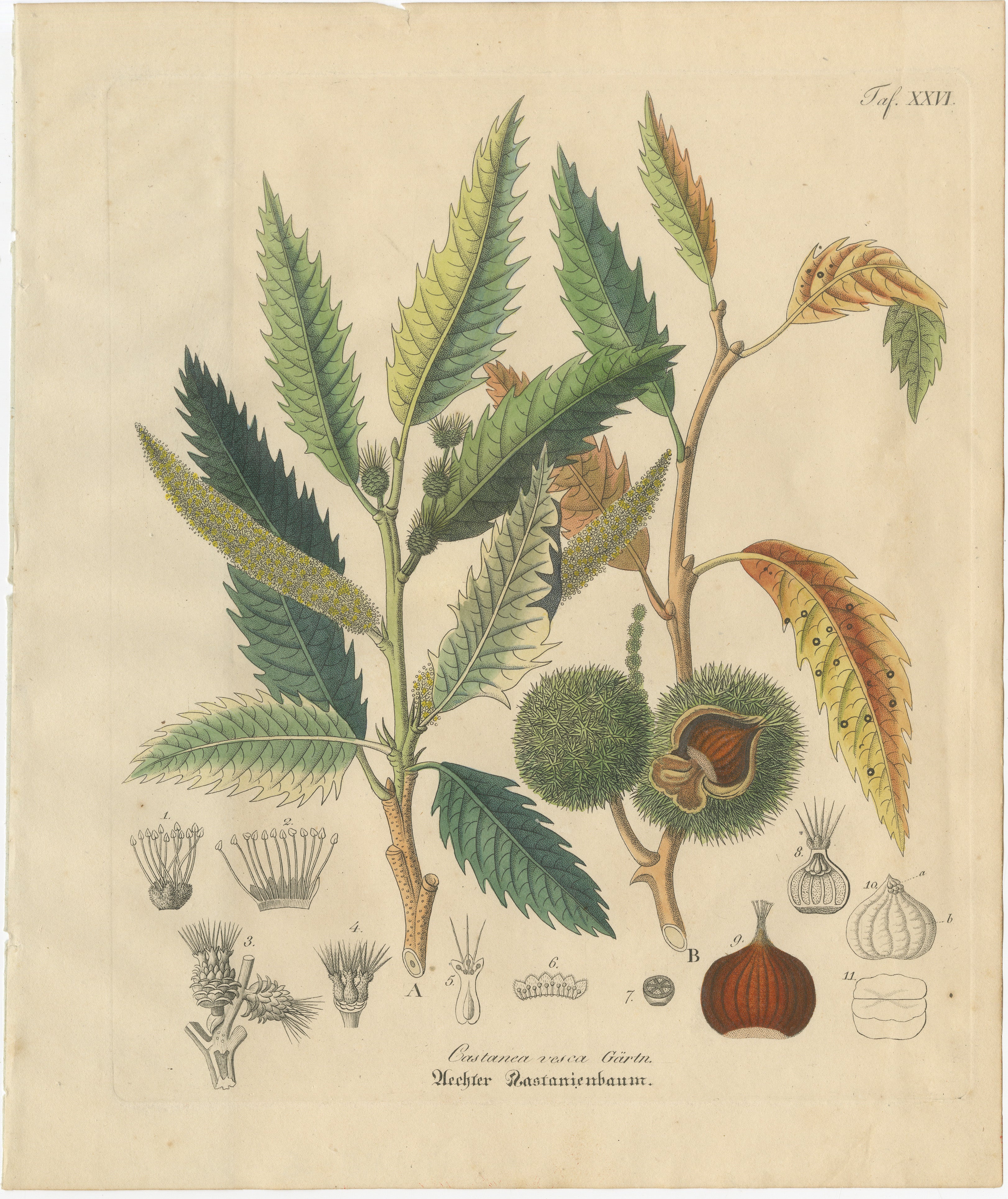 Antique Carob Botanical Print, Ceratonia Siliqua, Hand Colored, c.1831