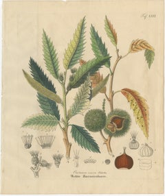 Antique Carob Botanical Print, Ceratonia Siliqua, Hand Colored, c.1831