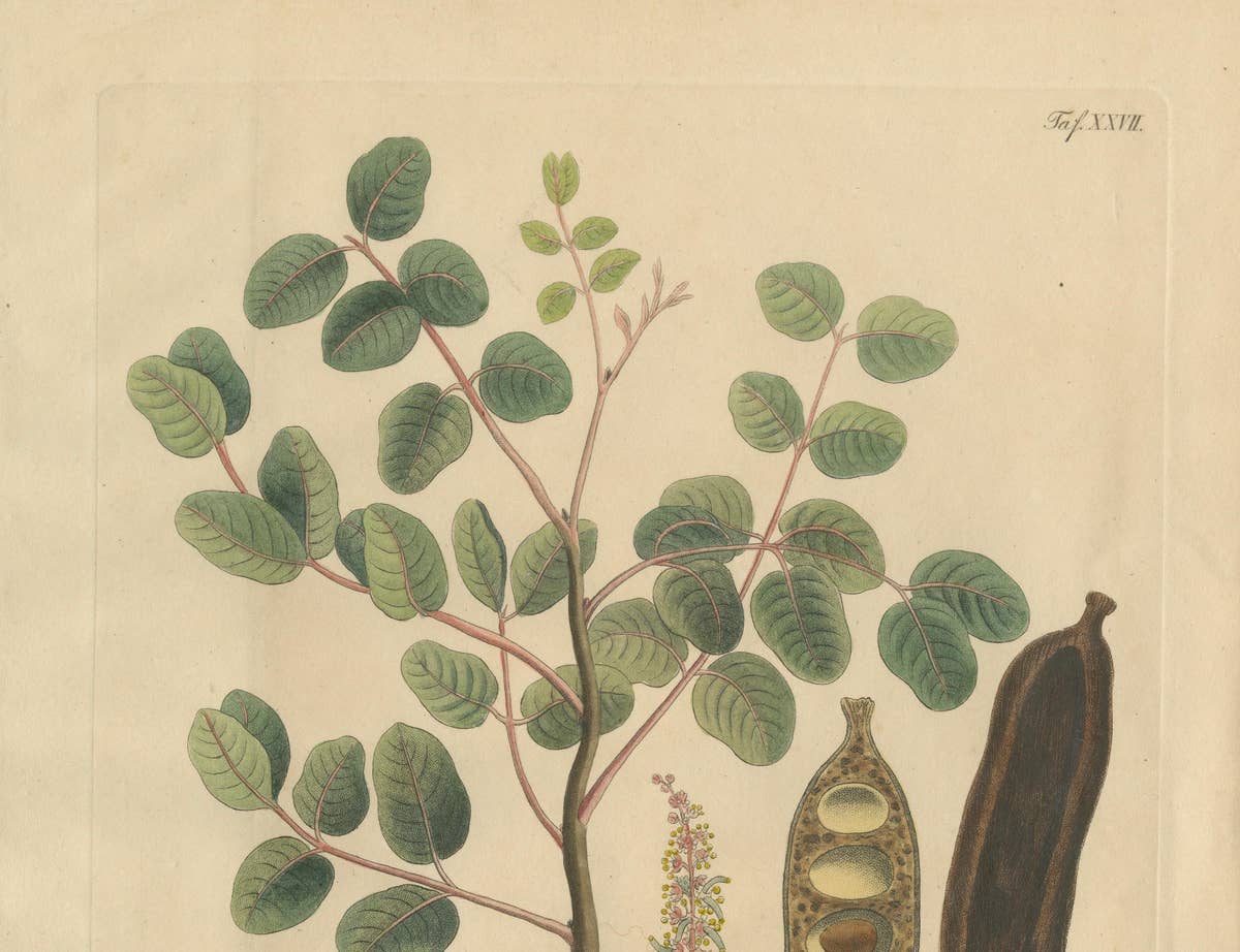 Antique Carob Botanical Print, Ceratonia Siliqua, Hand Colored, c.1831