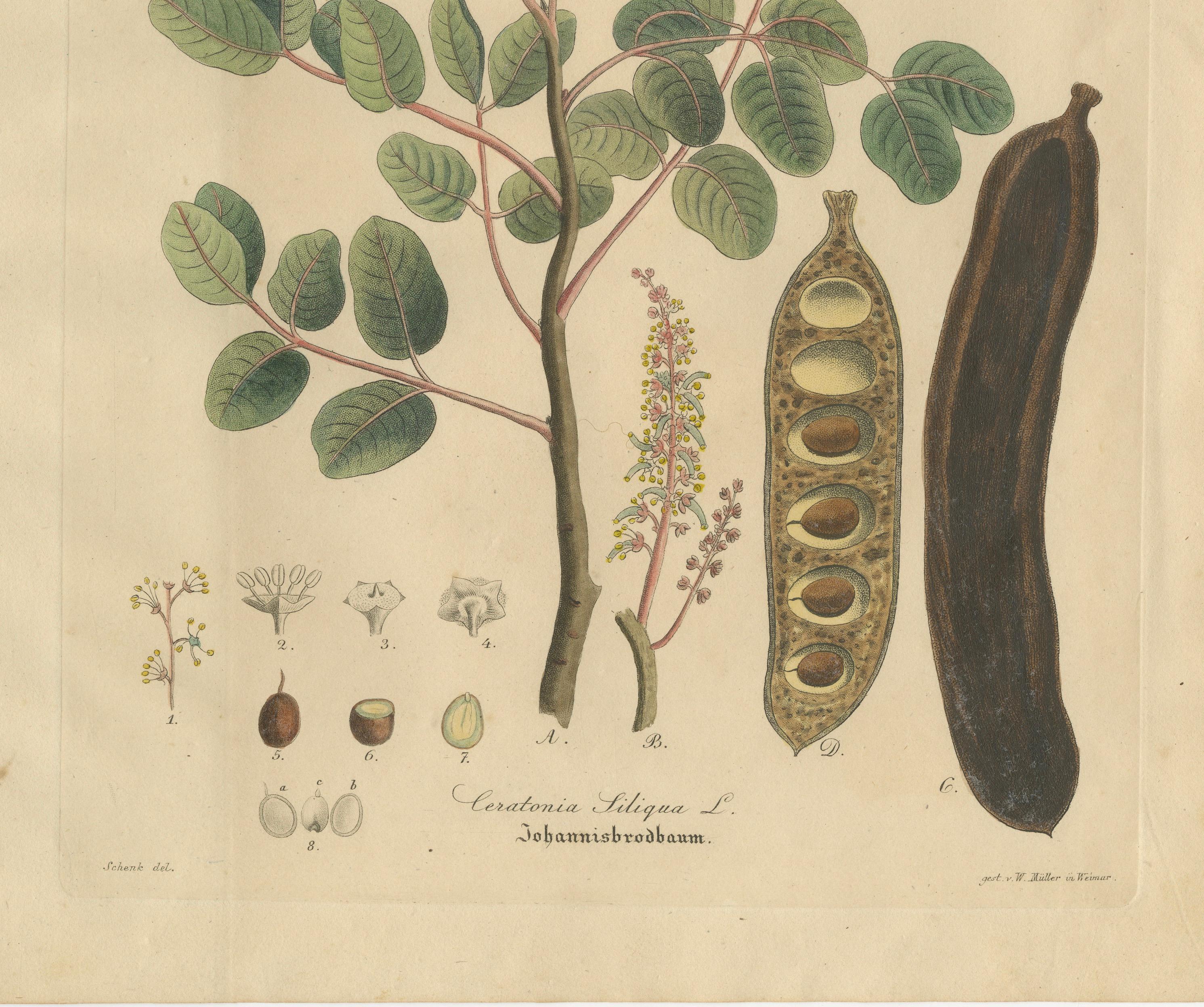 Antique Carob Botanical Print, Ceratonia Siliqua, Hand Colored, c.1831