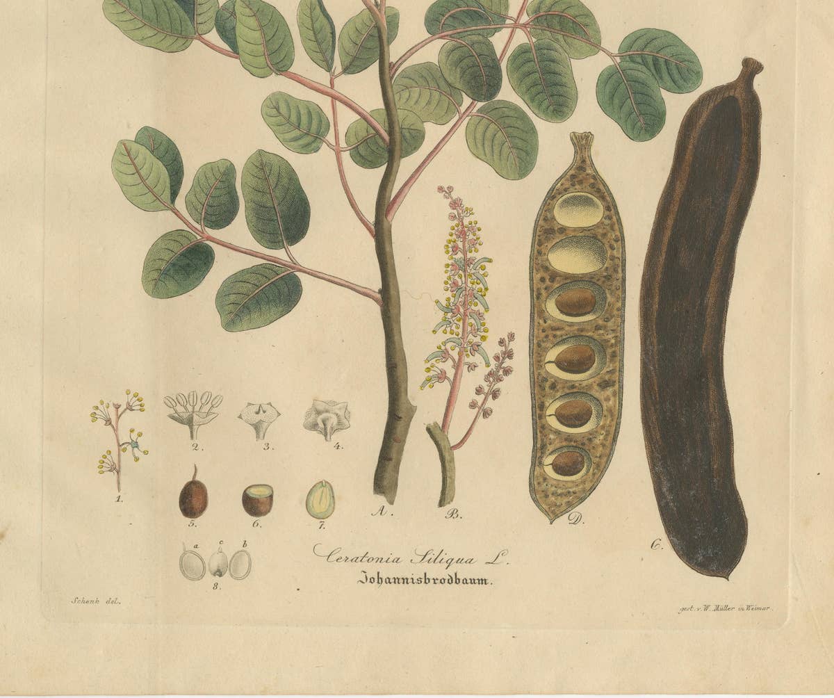 Antique Carob Botanical Print, Ceratonia Siliqua, Hand Colored, c.1831