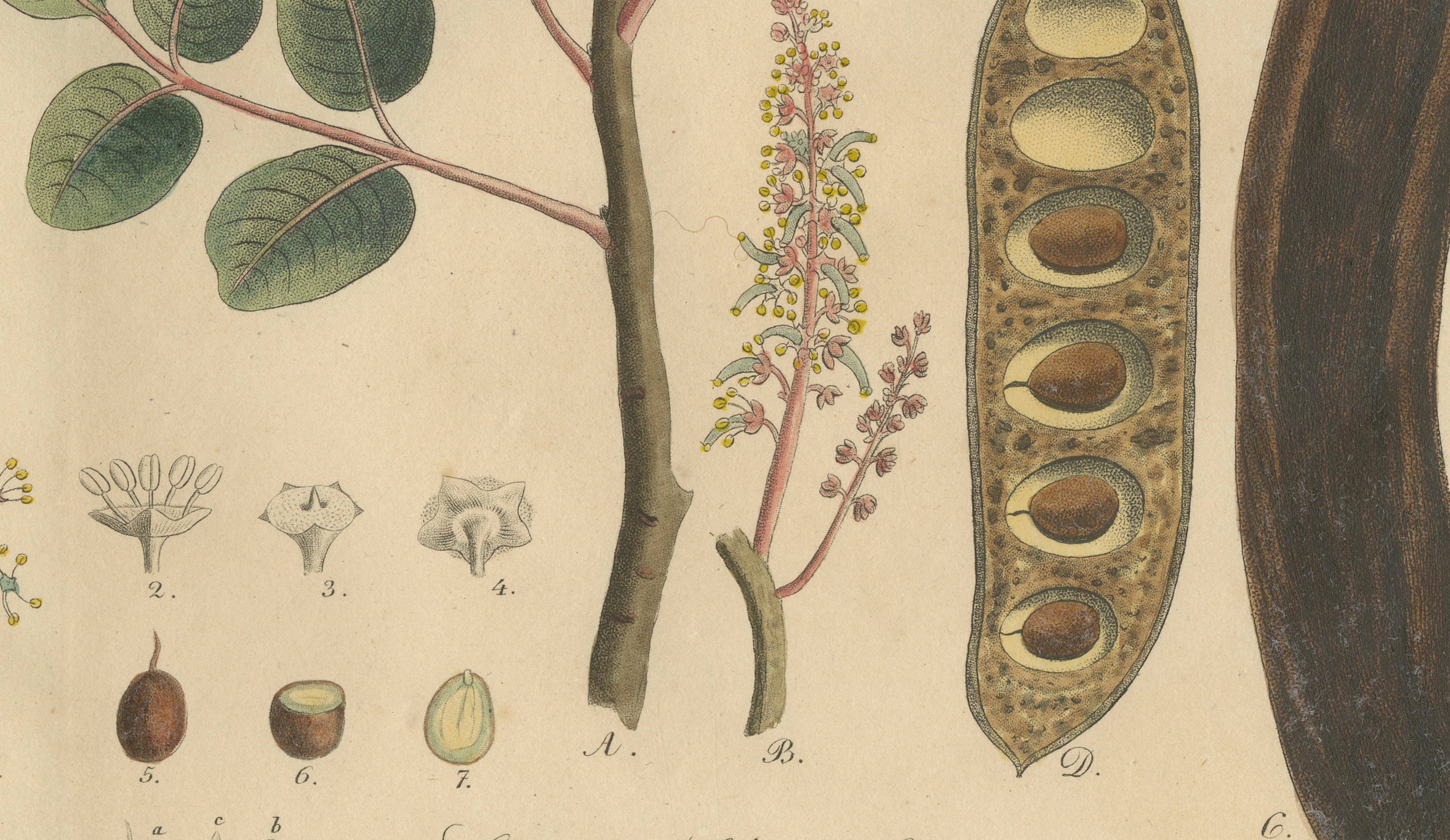Antique Carob Botanical Print, Ceratonia Siliqua, Hand Colored, c.1831
