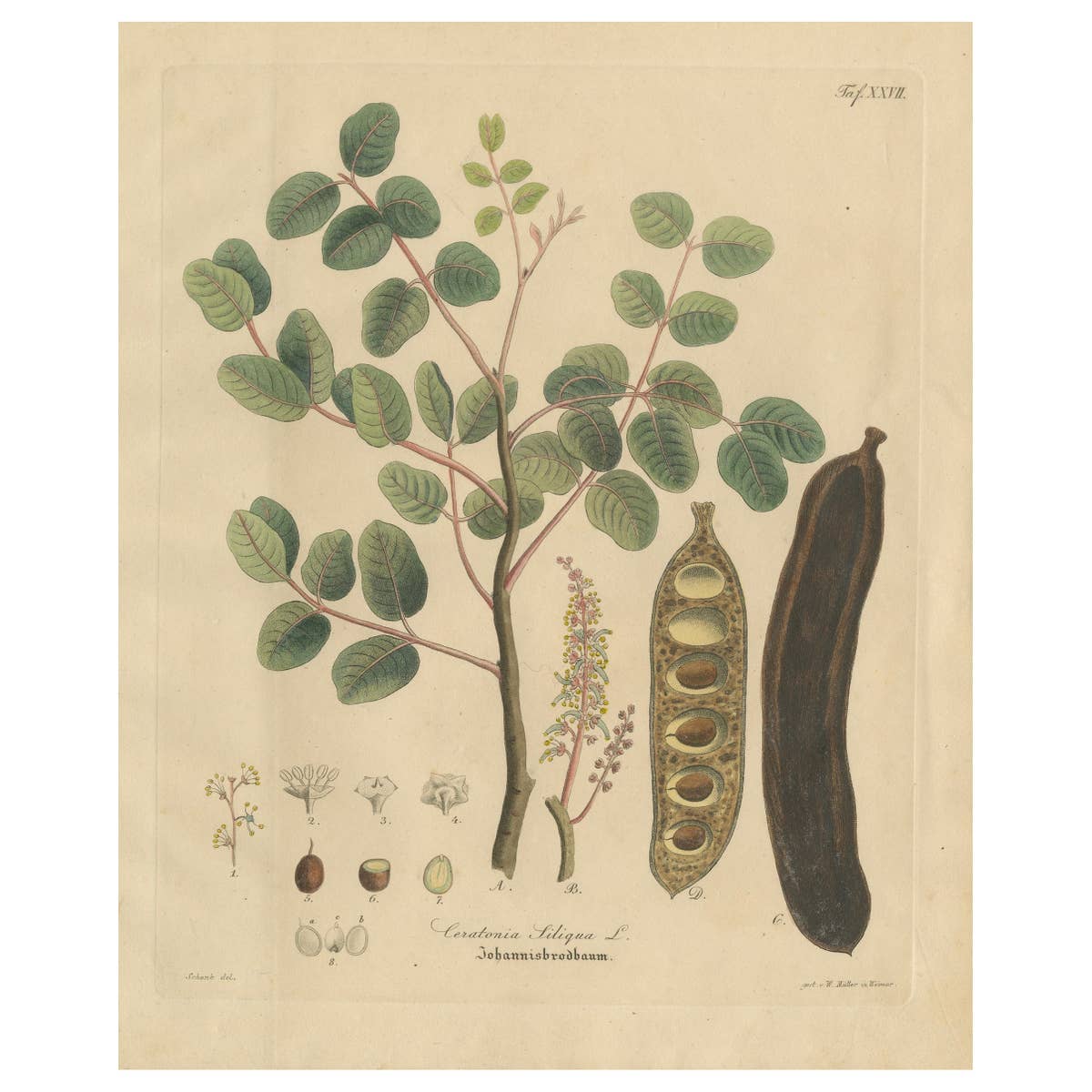 Antique Carob Botanical Print, Ceratonia Siliqua, Hand Colored, c.1831