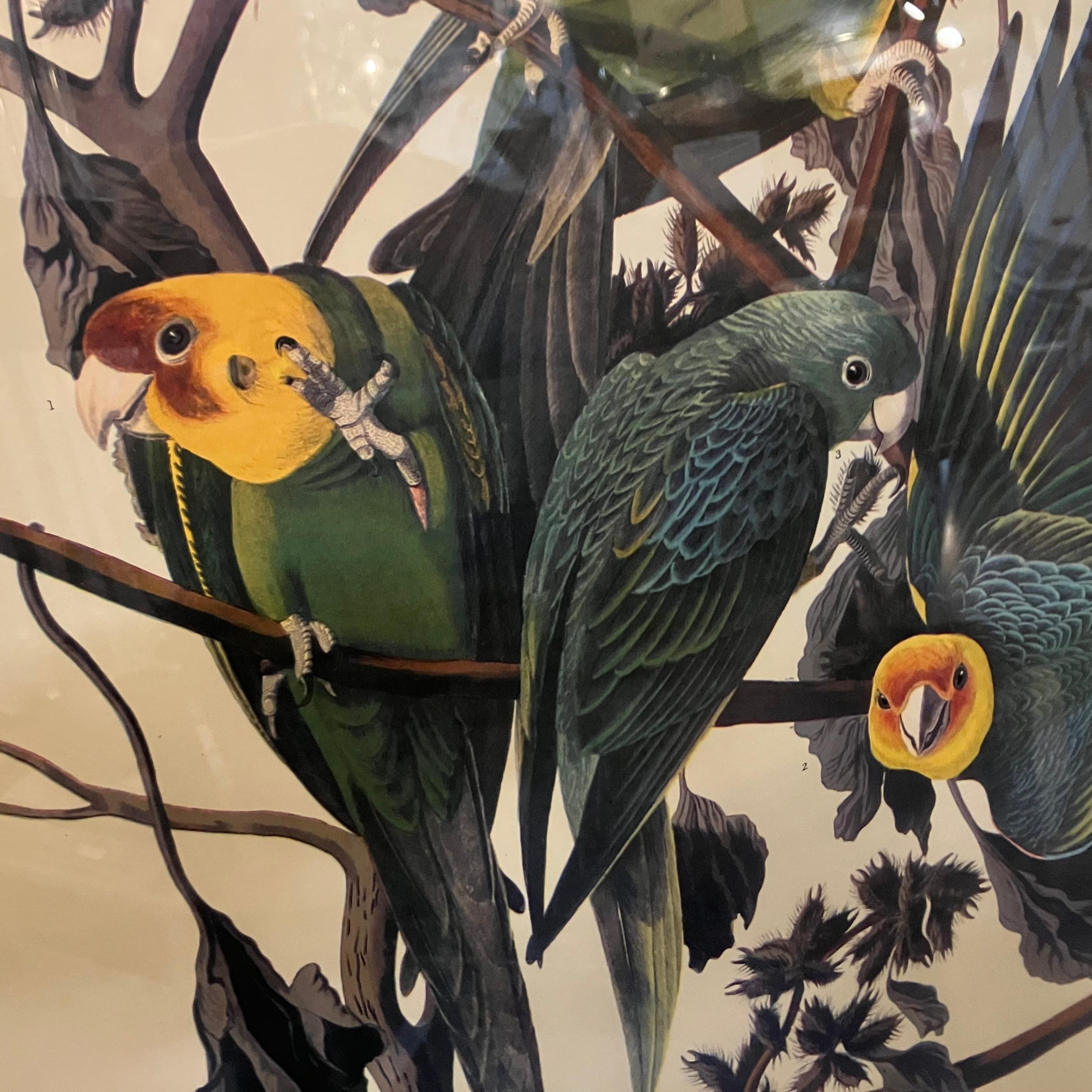 Antike Carolina-Parrot-Lithographie von John J. Audubon, Carolina im Angebot 3