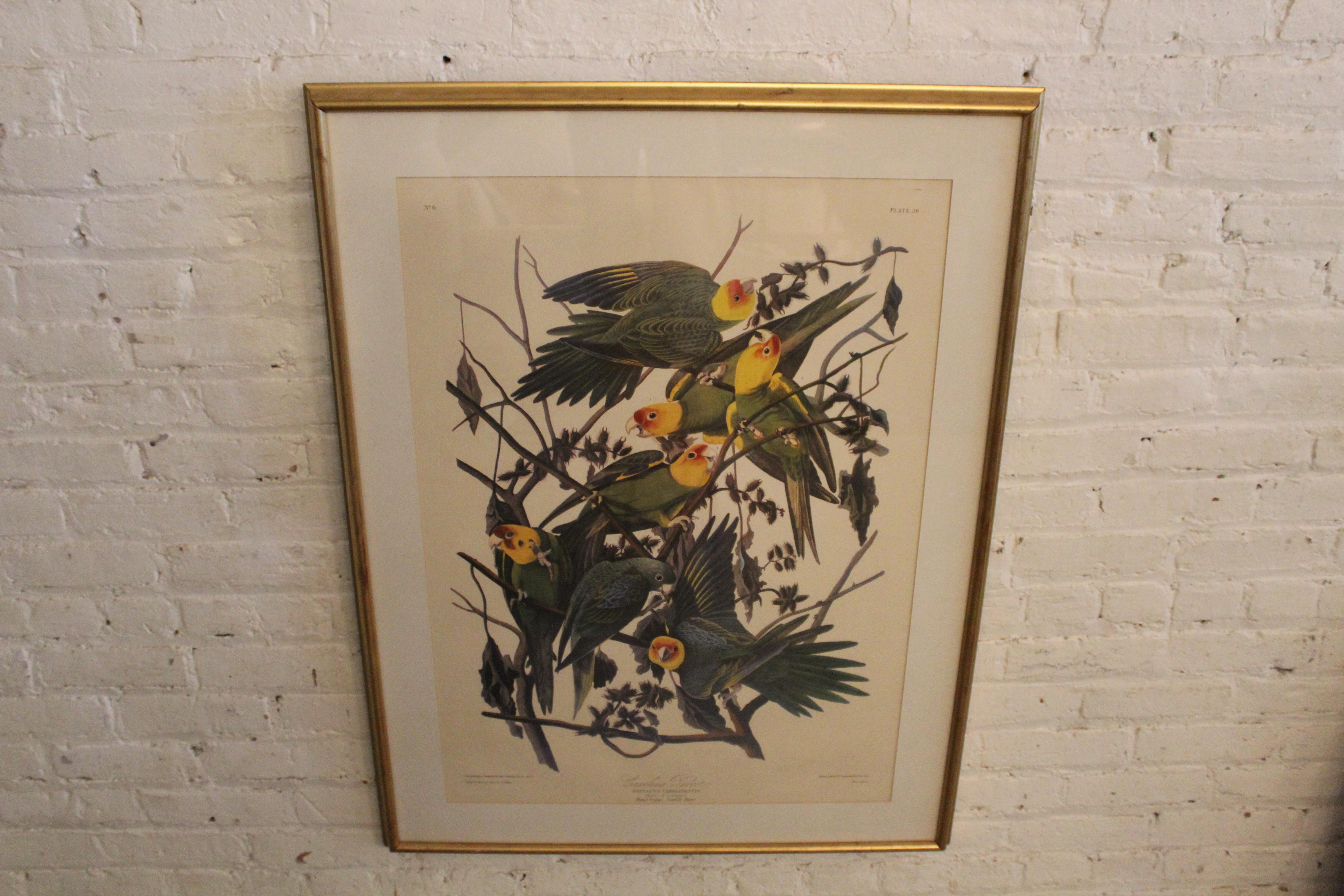 American Antique Carolina Parrot Lithograph by John J. Audubon For Sale