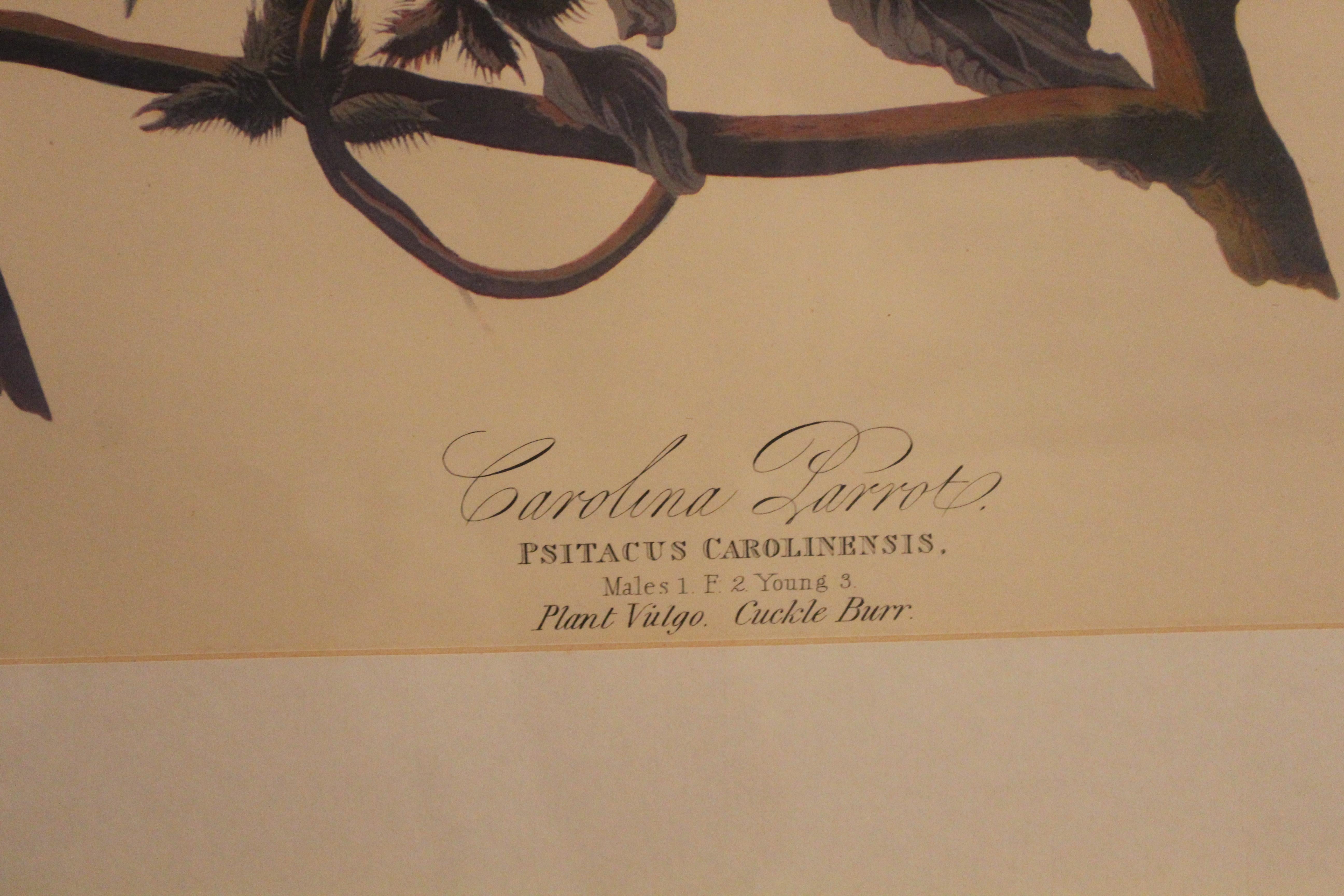 20th Century Antique Carolina Parrot Lithograph by John J. Audubon For Sale