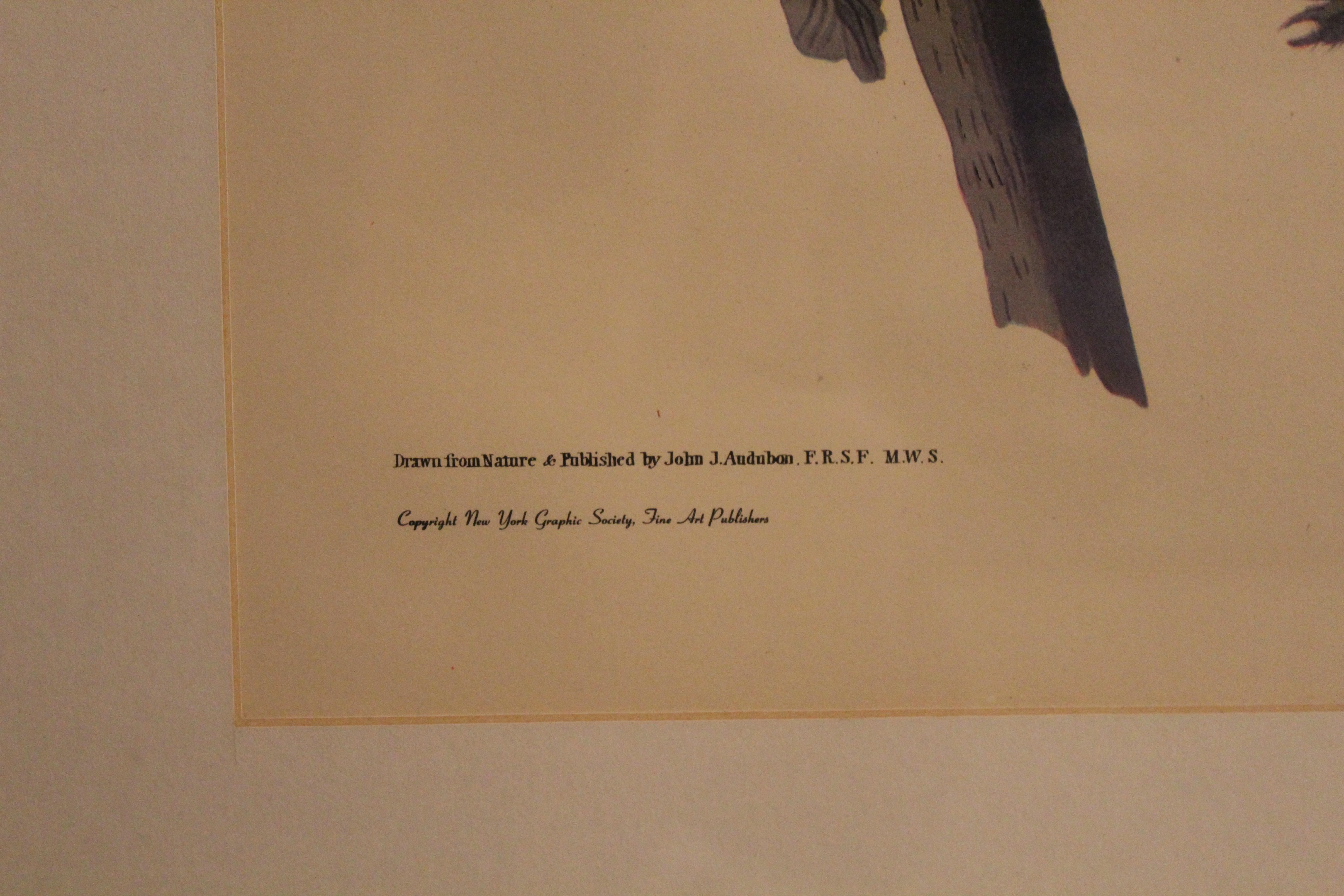 Antike Carolina-Parrot-Lithographie von John J. Audubon, Carolina (Glas) im Angebot