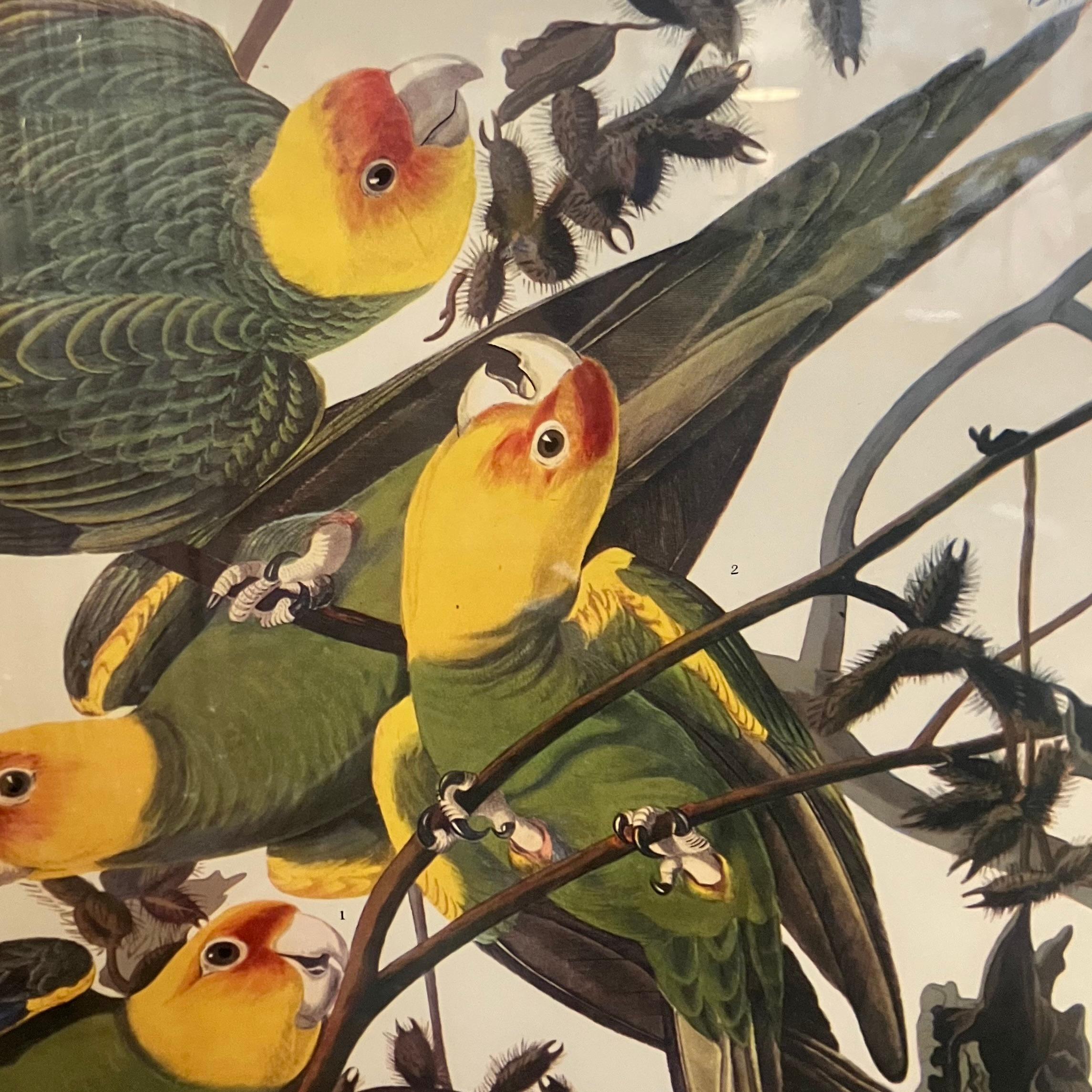 Antike Carolina-Parrot-Lithographie von John J. Audubon, Carolina im Angebot 2