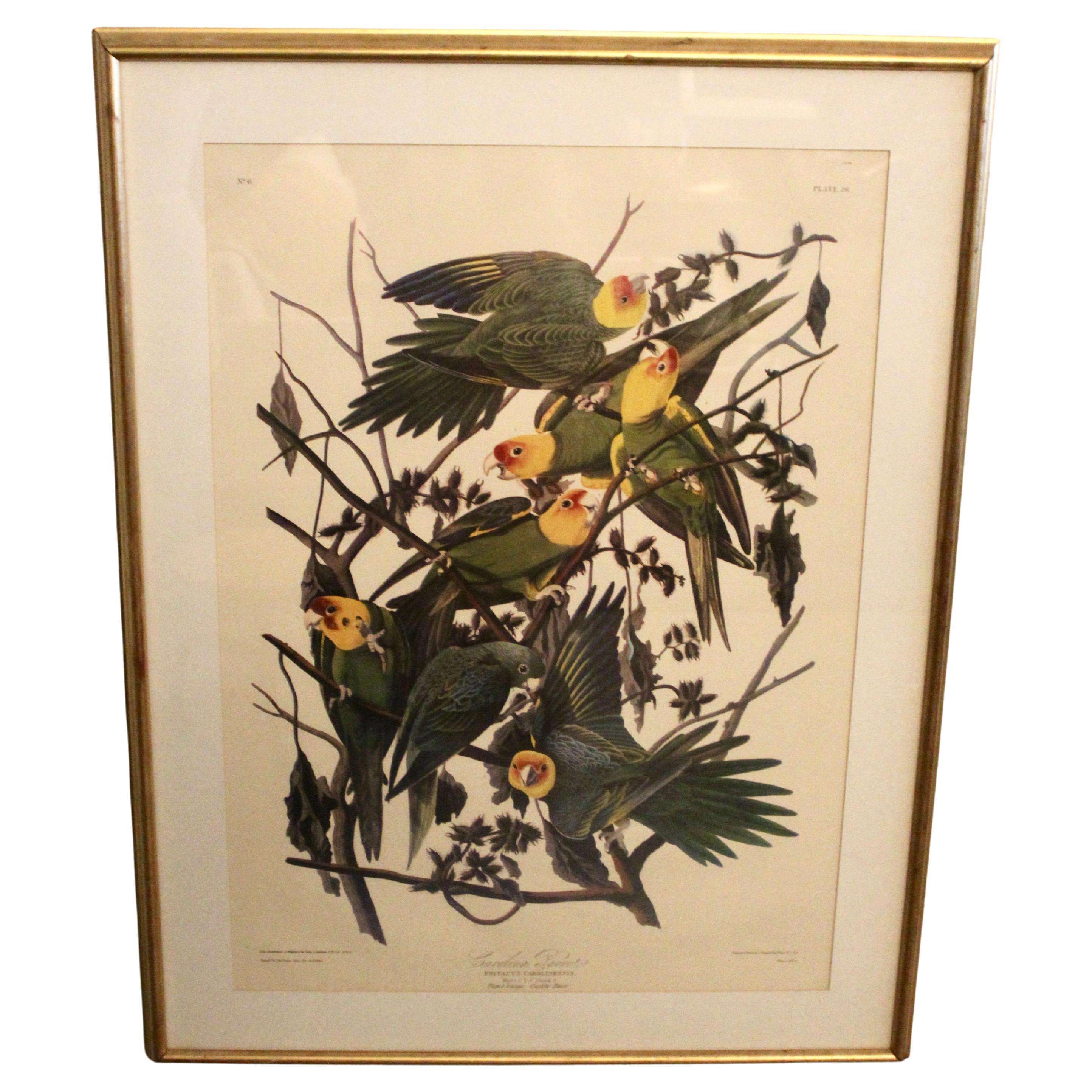 Antique Carolina Parrot Lithograph by John J. Audubon For Sale