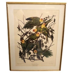 Lithographie ancienne de John J. Audubon sur le perroquet de Caroline