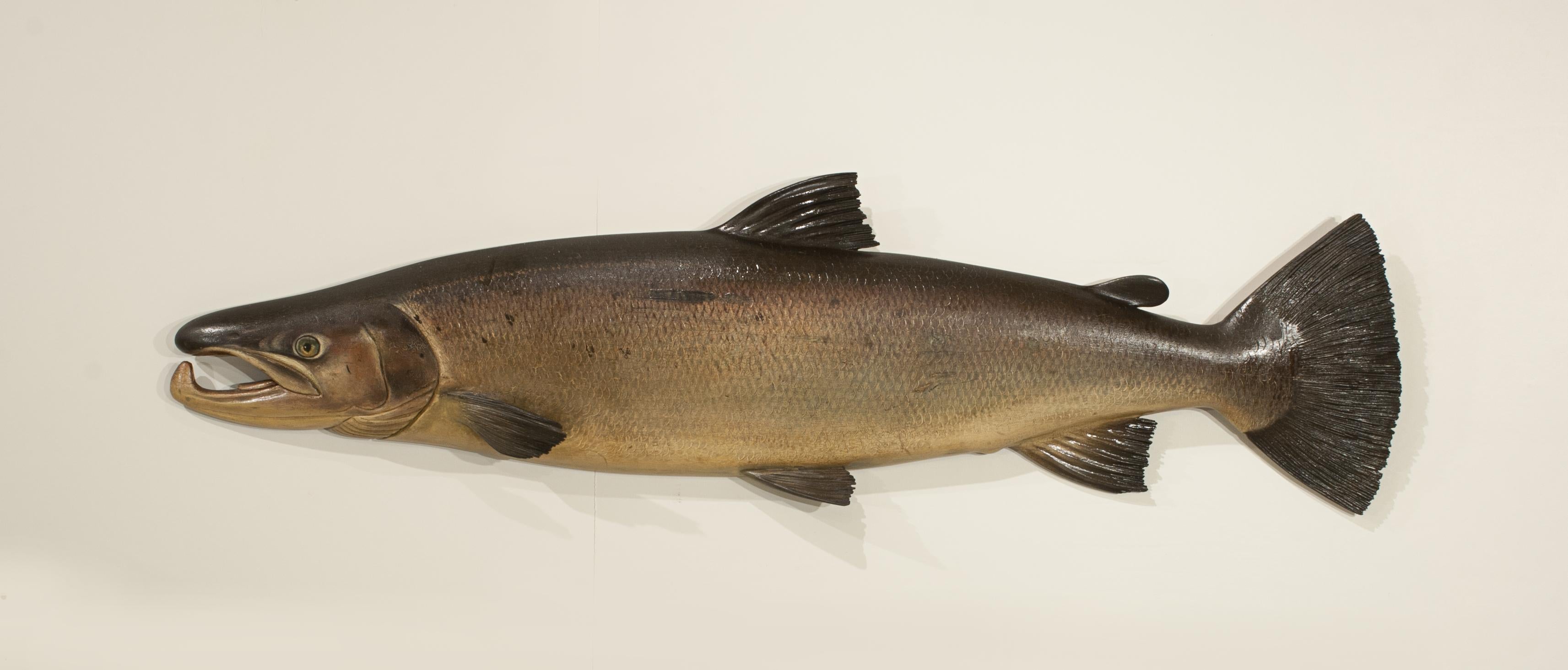 Carved Wye Salmon Trophy Fish.
An excellent Fochaber's studio carved wooden cock salmon. The half block salmon has relief fins and is beautifully executed and painted to a high standard. This is most probably one of the Fochaber fish carved by John