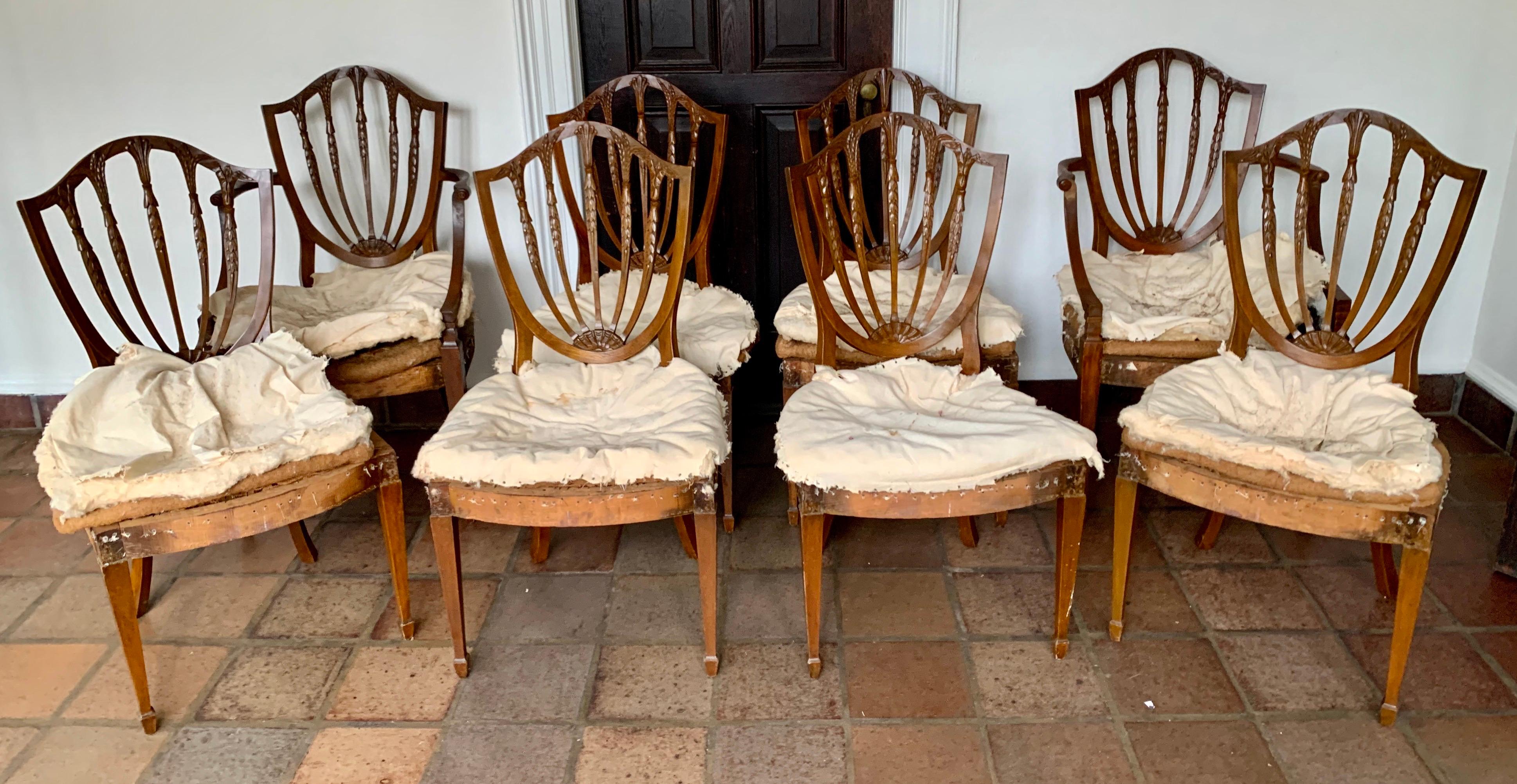 Constructed from quality mahogany with a shield shaped backrest with an intricately carved wheat sheaf design standing on squared tapered legs. Rare Hepplewhite set of eight dining chairs, circa 1840s. Being sold ready to reupholster with no seat