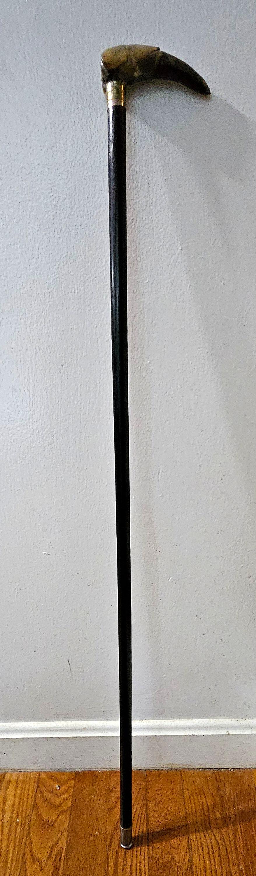 Ancienne corne de bœuf sculptée d'un chien à long museau Canne bâton de marche avec manche en chêne noir et embout en argent.

 