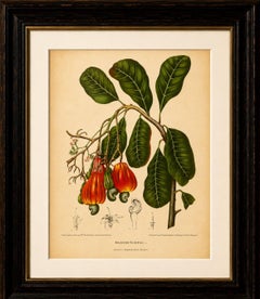Cromolitografia botanica d’epoca raffigurante un albero di anacardi, opera di Hoola van Nooten, 1880 circa