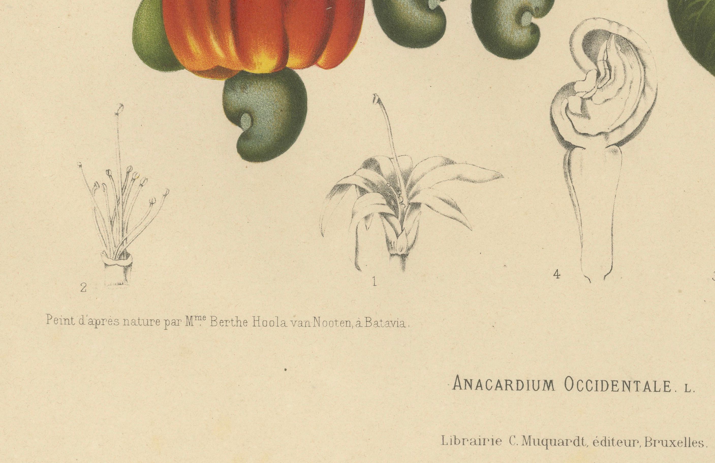 Antique Cashew Tree Botanical Chromolithograph by Hoola van Nooten, c. 1880