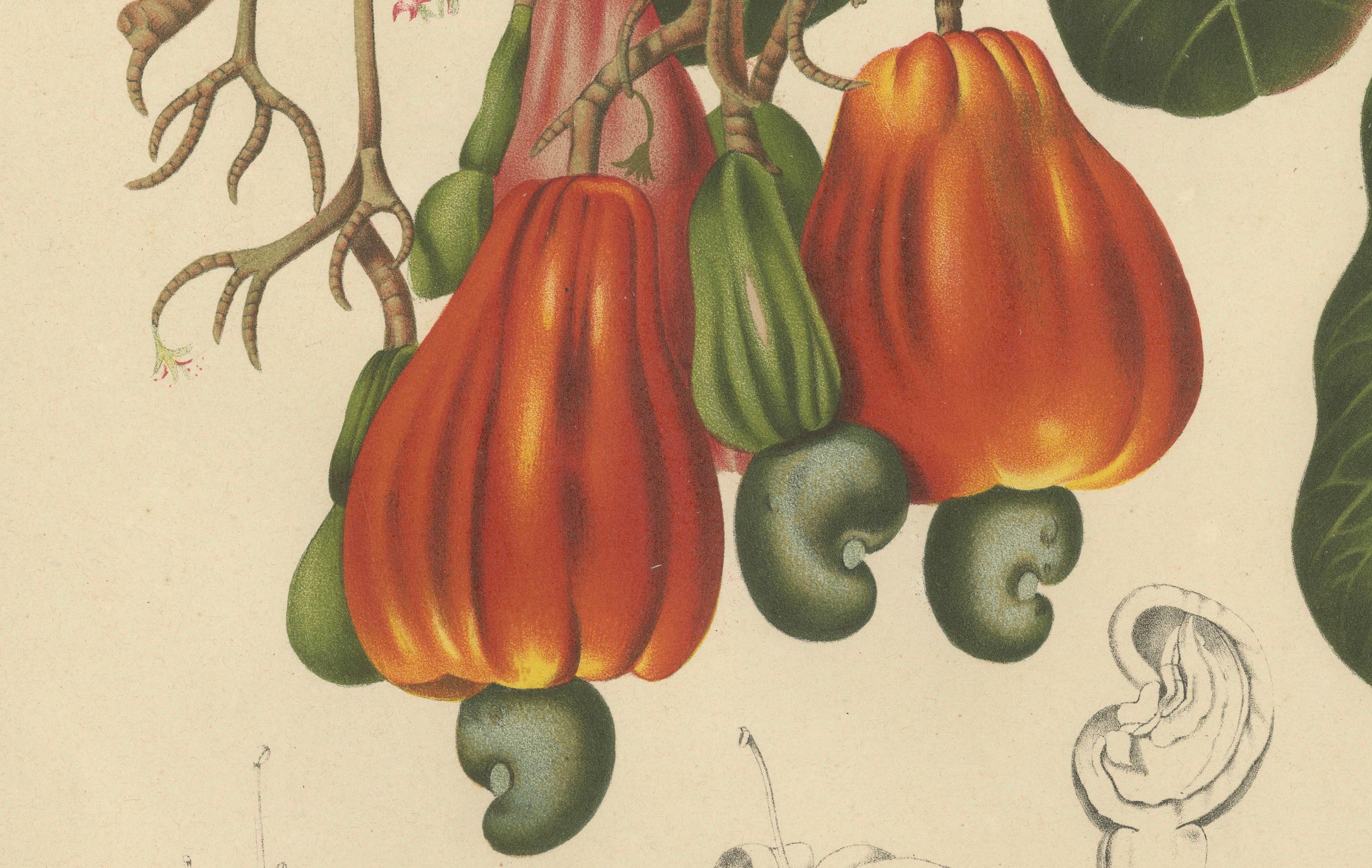 Antique Cashew Tree Botanical Chromolithograph by Hoola van Nooten, c. 1880