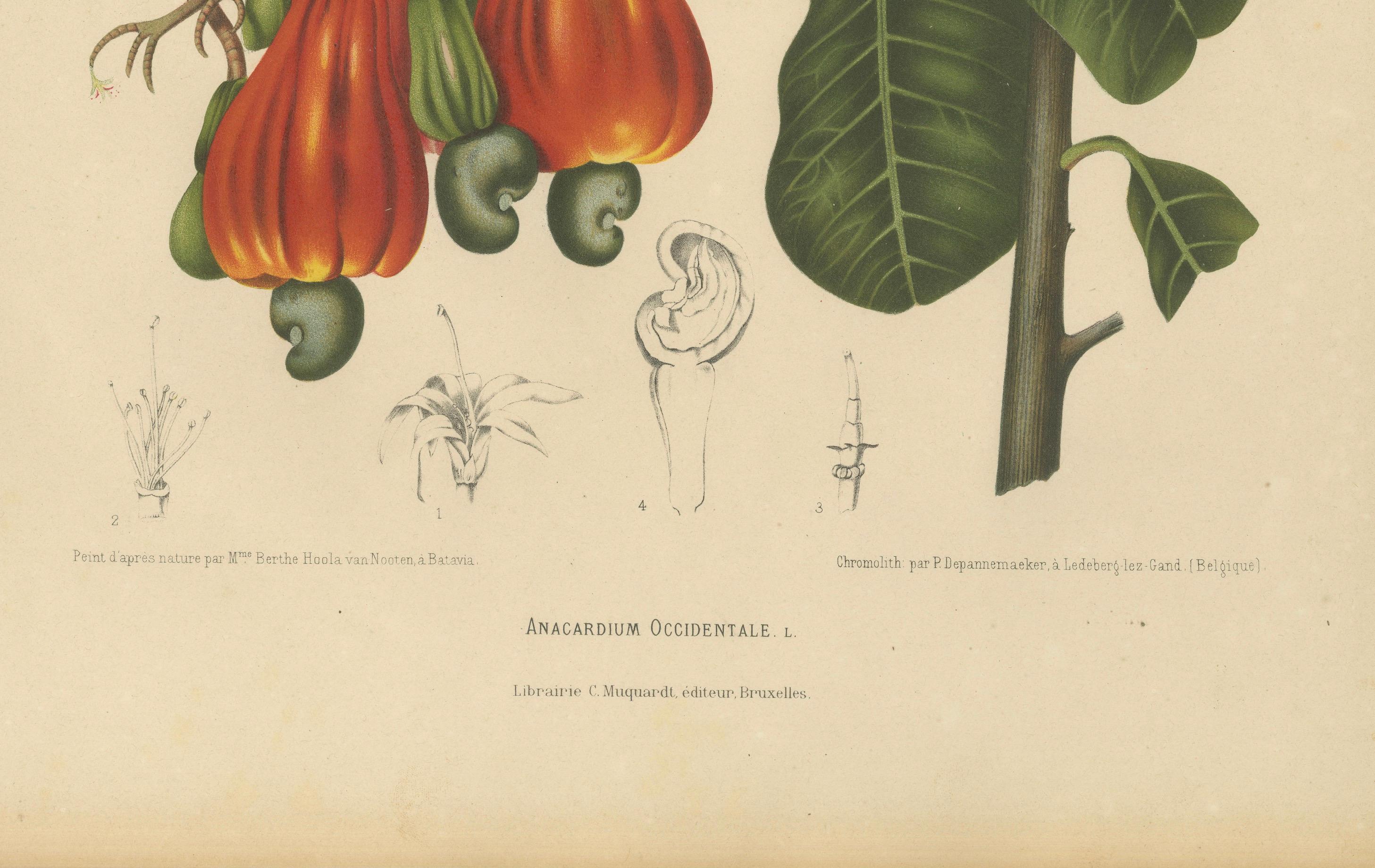 Antique Cashew Tree Botanical Chromolithograph by Hoola van Nooten, c. 1880